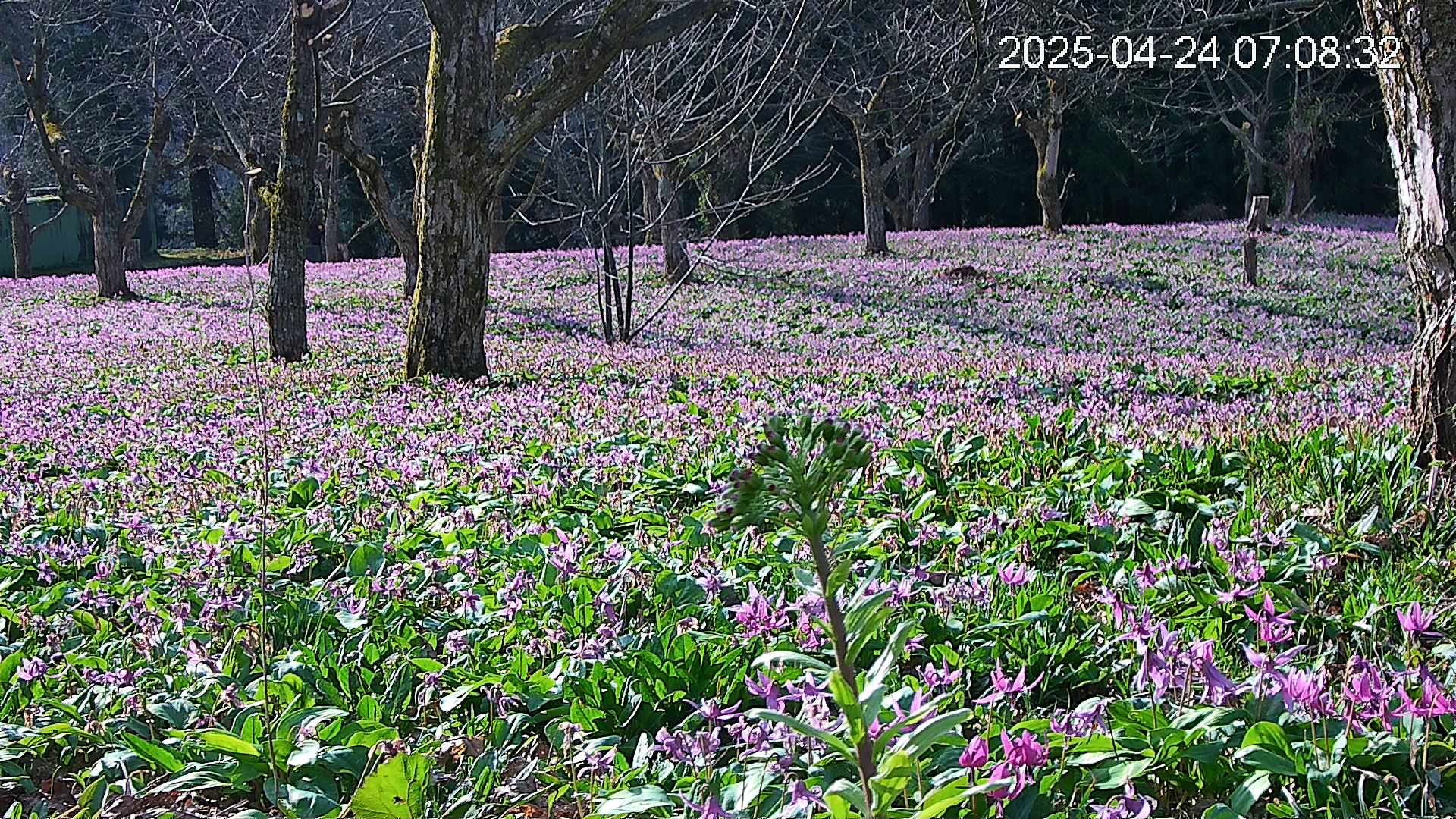 katakuri3-20250424070937.jpg
