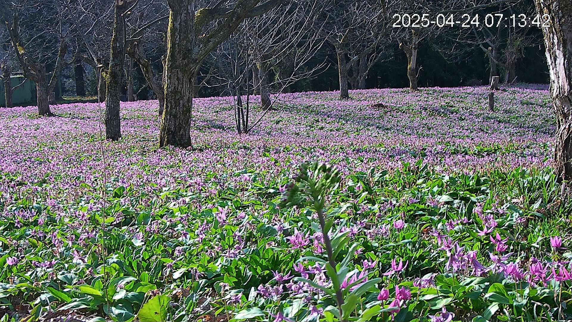 katakuri3-20250424071443.jpg