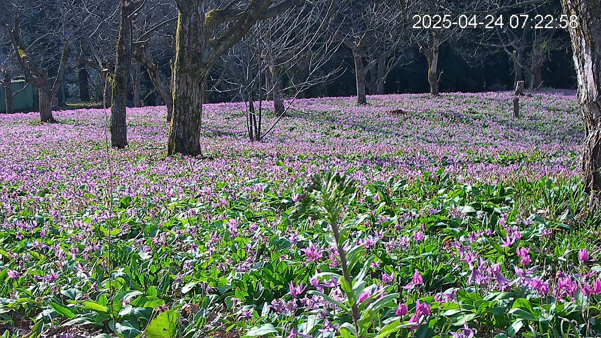 katakuri3-20250424072357.jpg