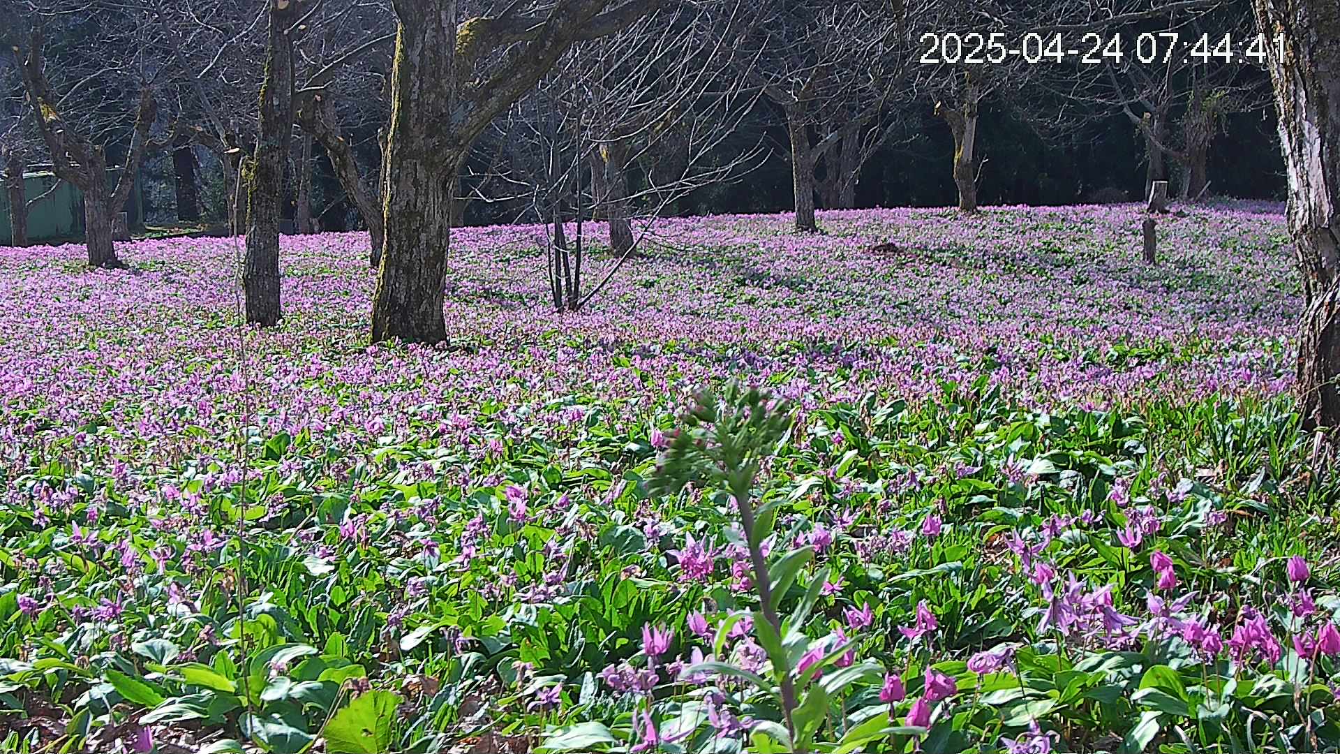 katakuri3-20250424074545.jpg
