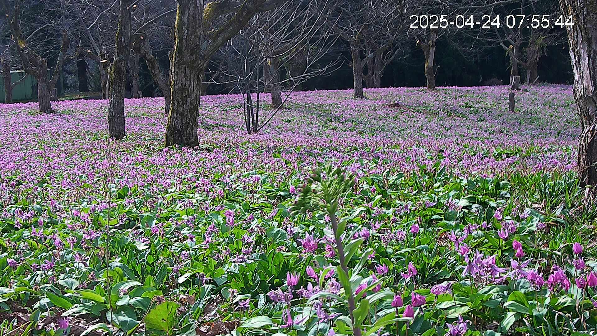 katakuri3-20250424075643.jpg