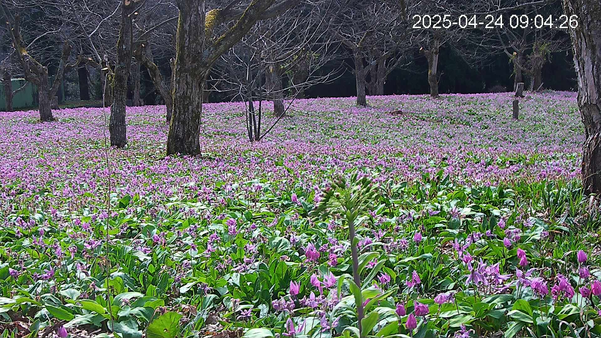 katakuri3-20250424090528.jpg