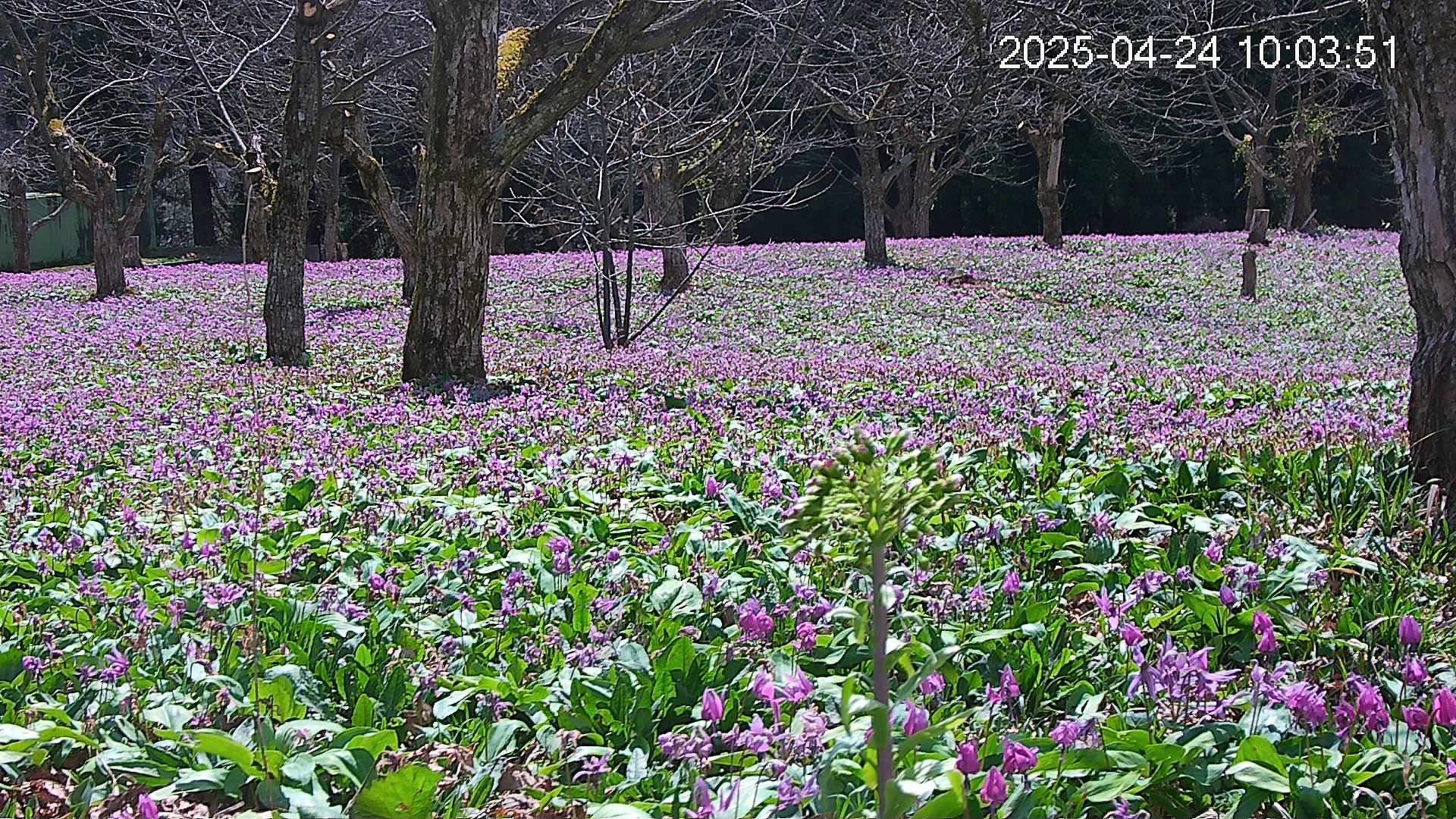 katakuri3-20250424100501.jpg