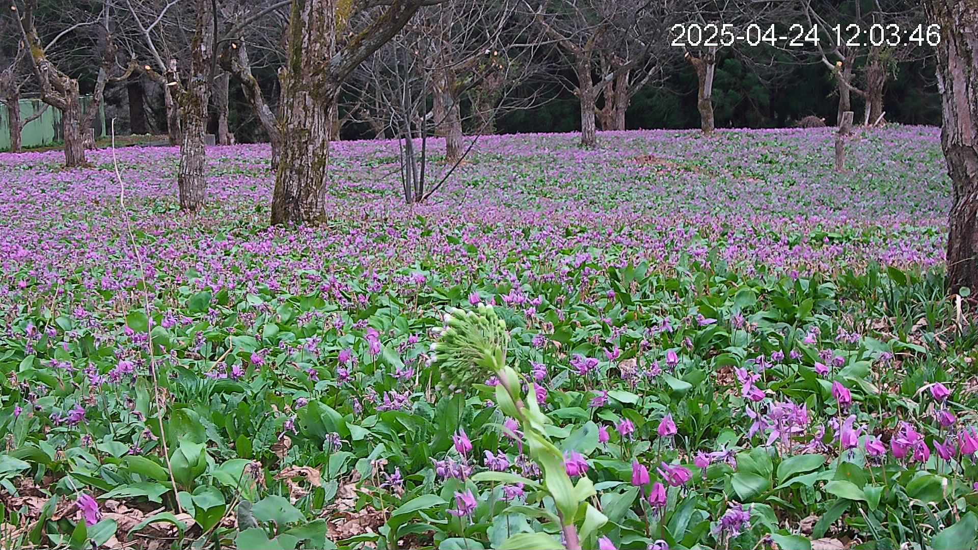 katakuri3-20250424120456.jpg