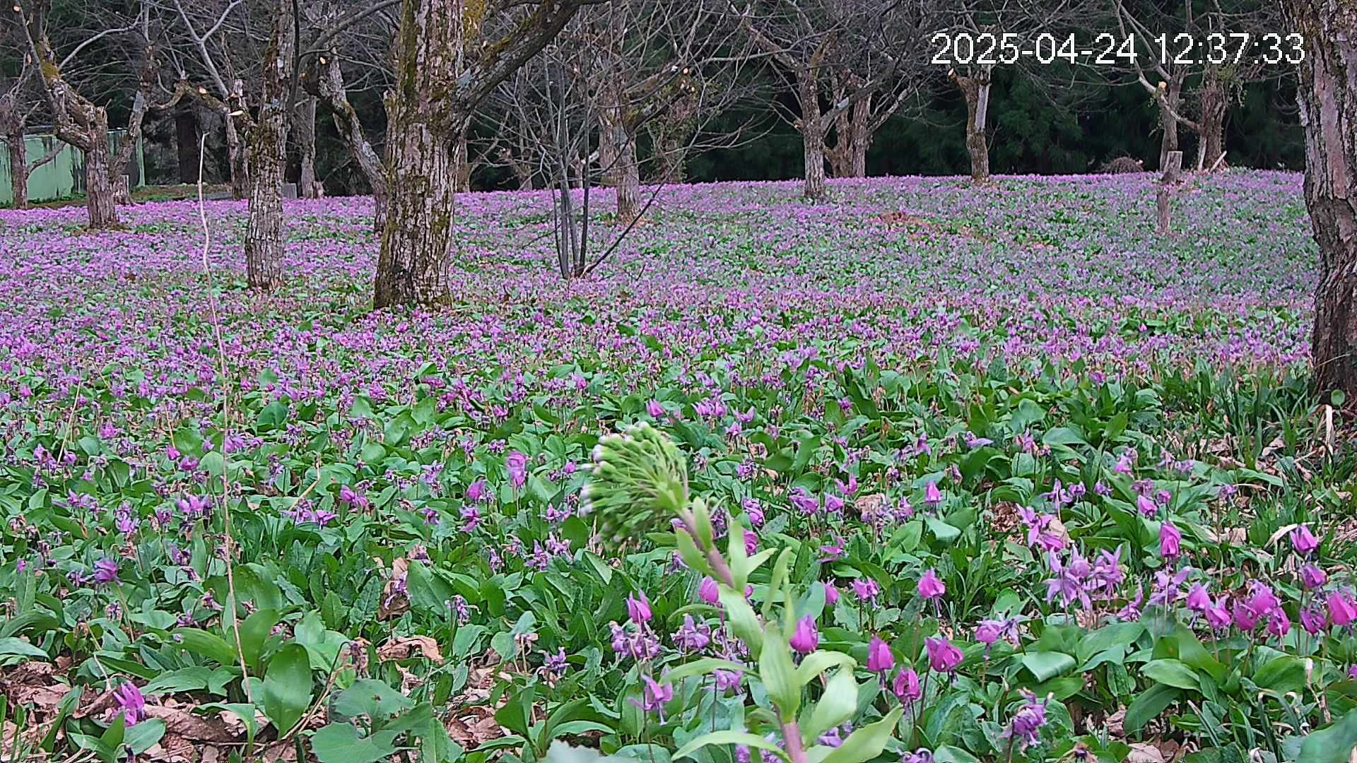 katakuri3-20250424123828.jpg