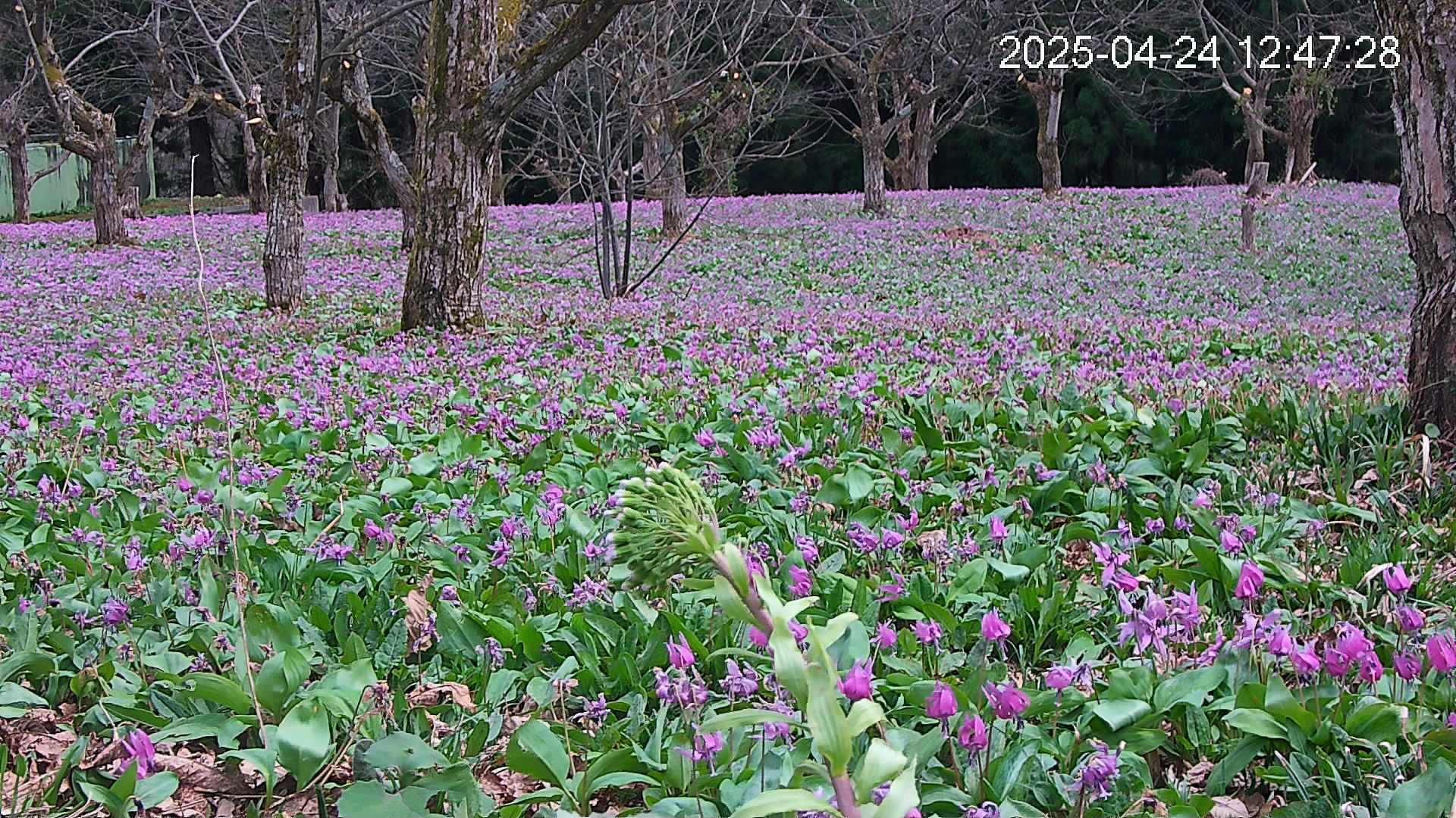 katakuri3-20250424124816.jpg