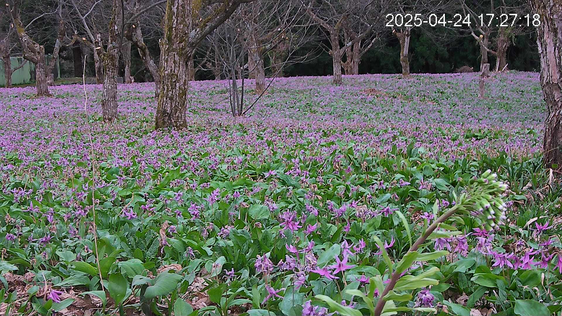 katakuri3-20250424172754.jpg