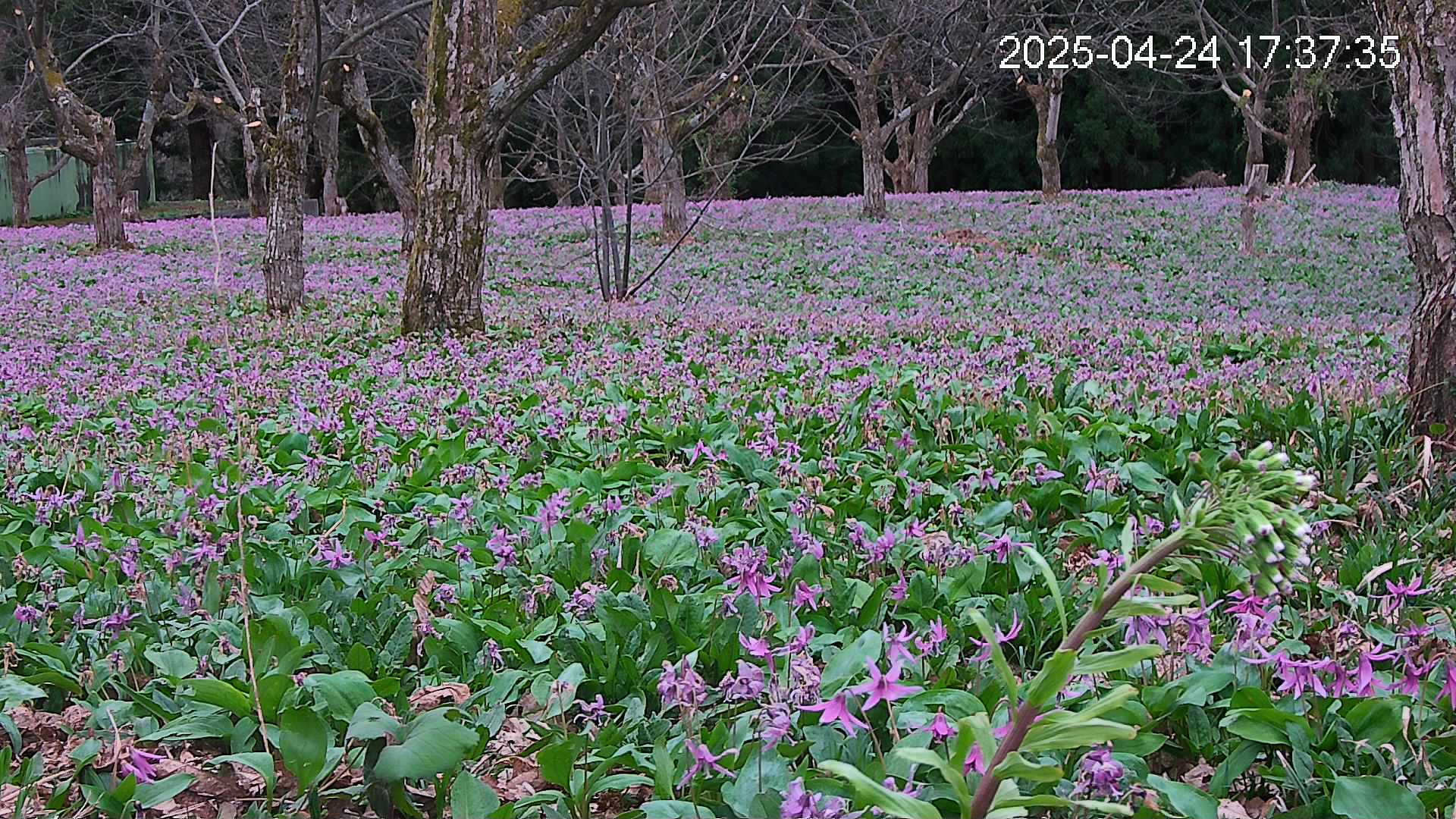 katakuri3-20250424173823.jpg