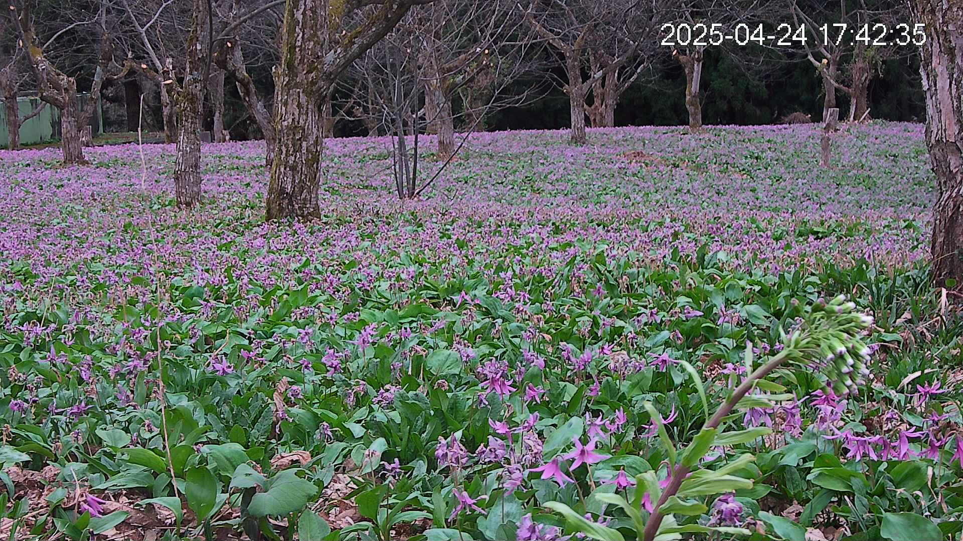 katakuri3-20250424174323.jpg