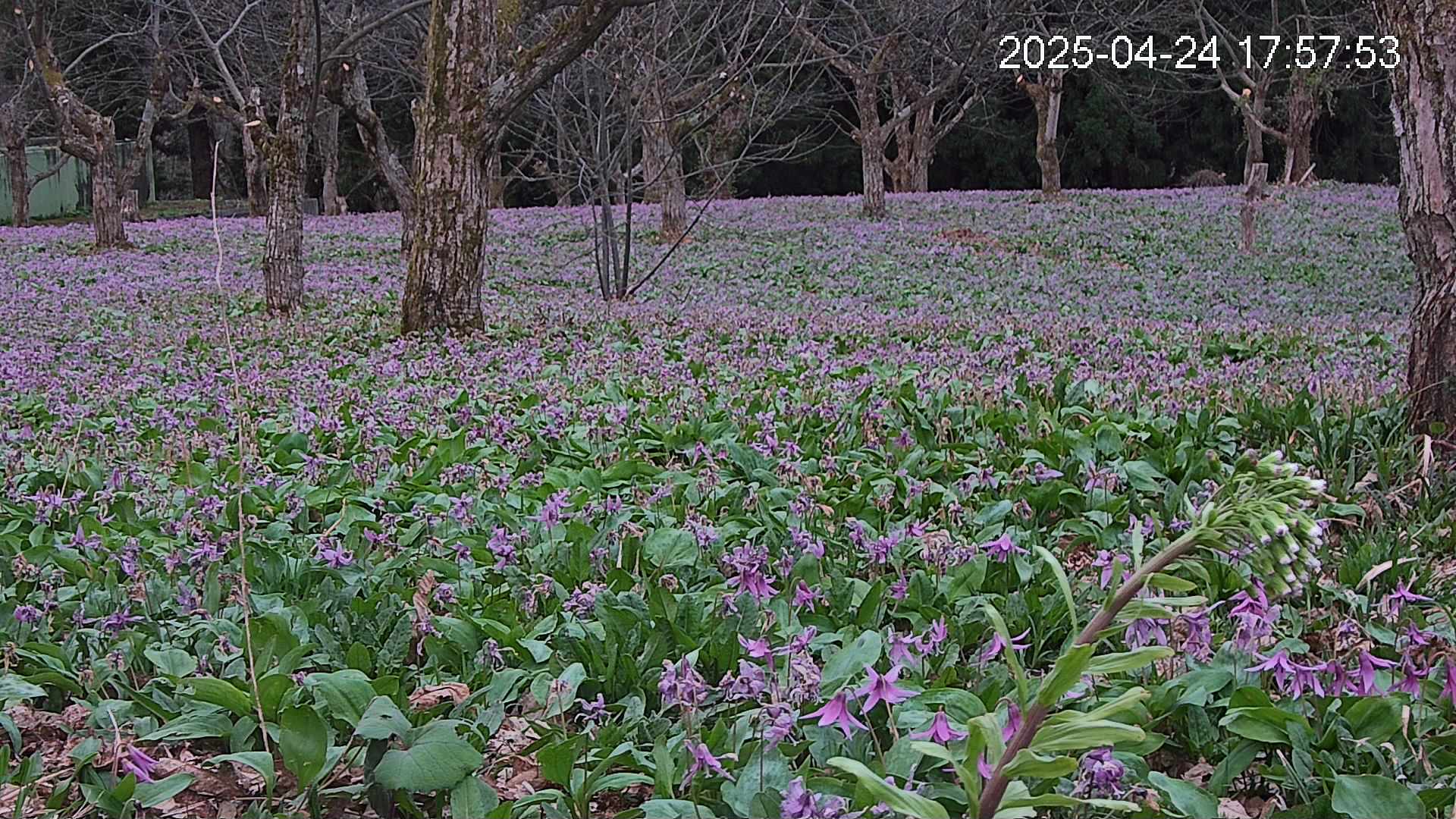 katakuri3-20250424175836.jpg