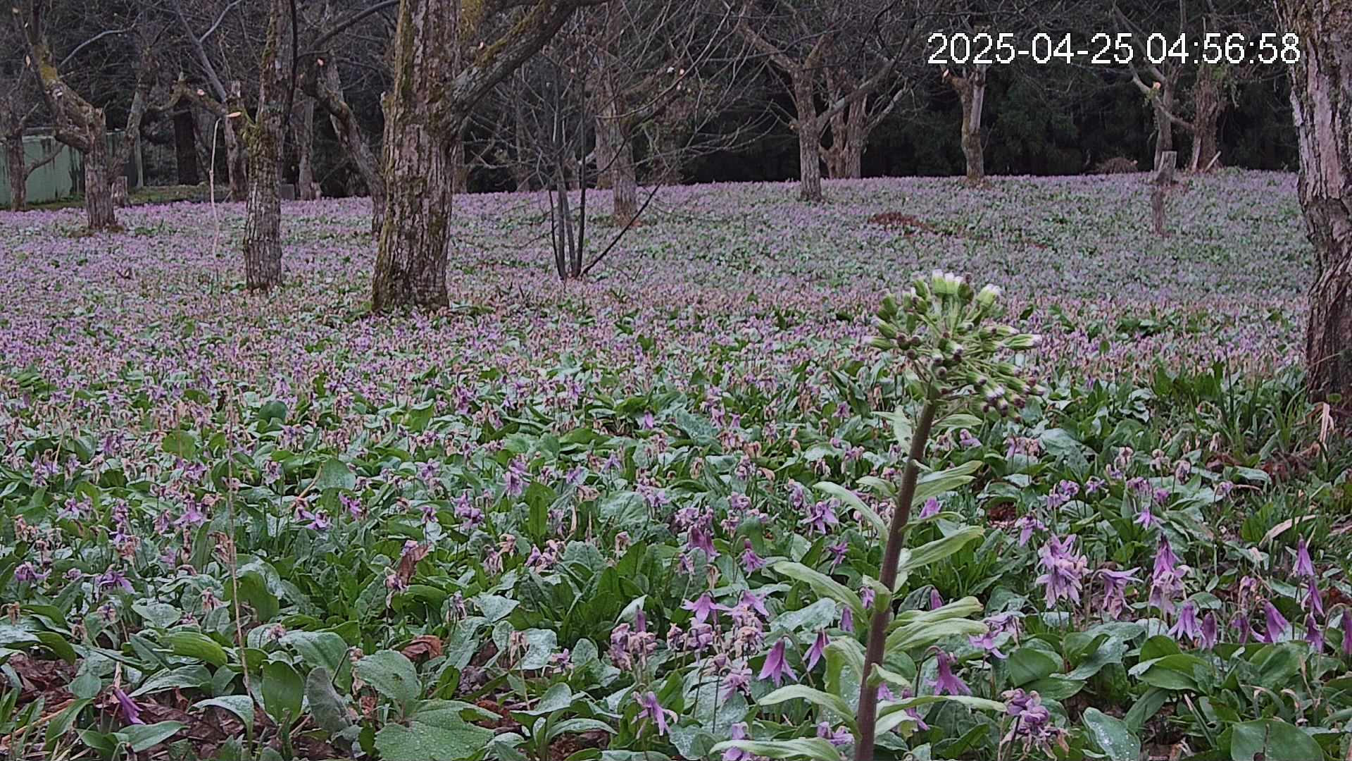 katakuri3-20250425045736.jpg