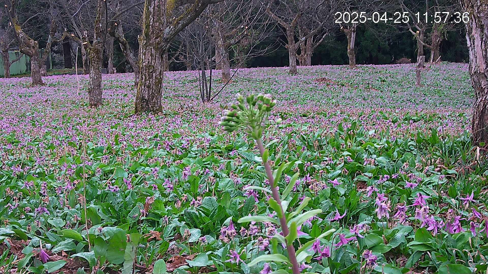 katakuri3-20250425115830.jpg