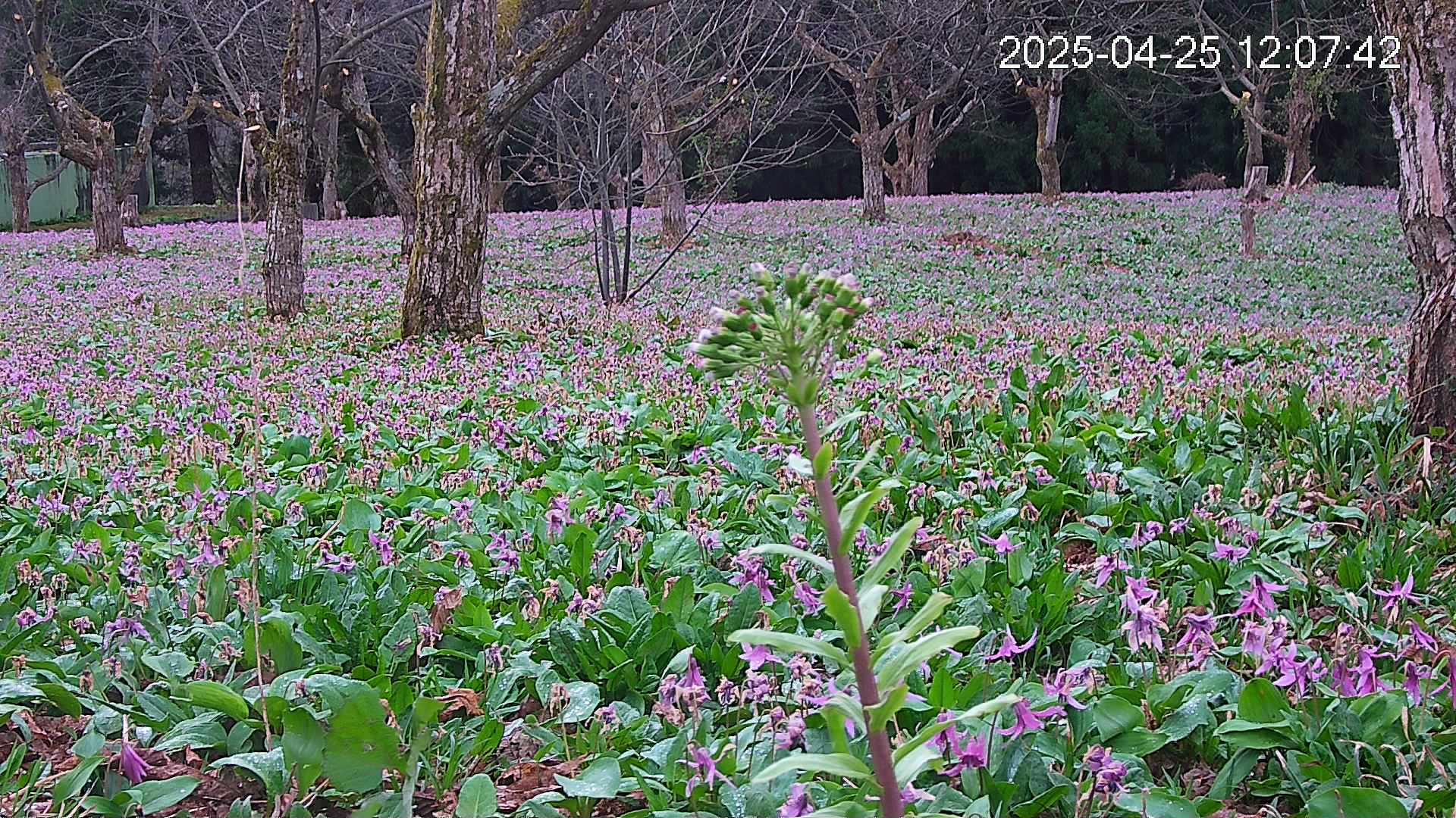 katakuri3-20250425120844.jpg