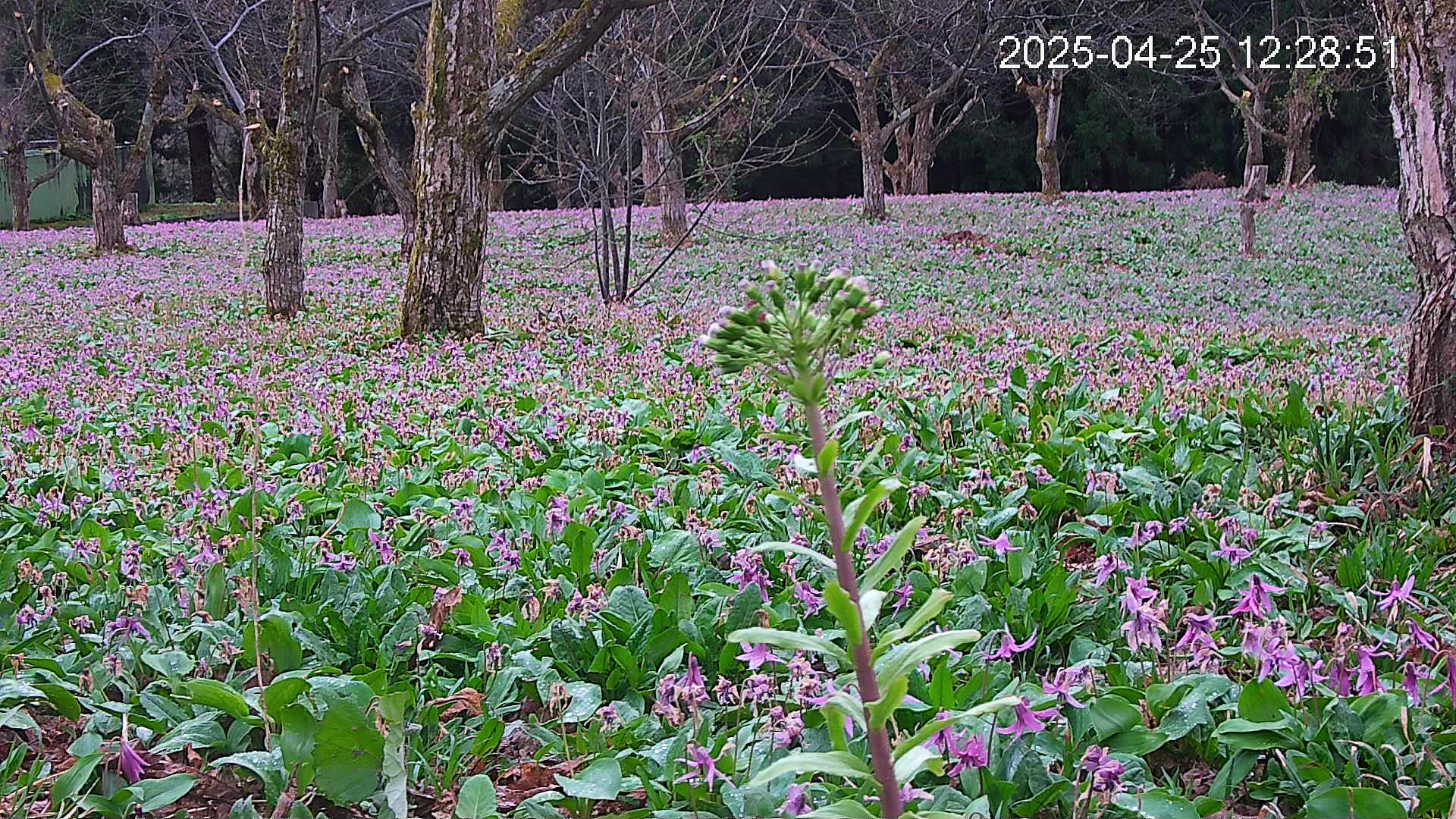 katakuri3-20250425122951.jpg