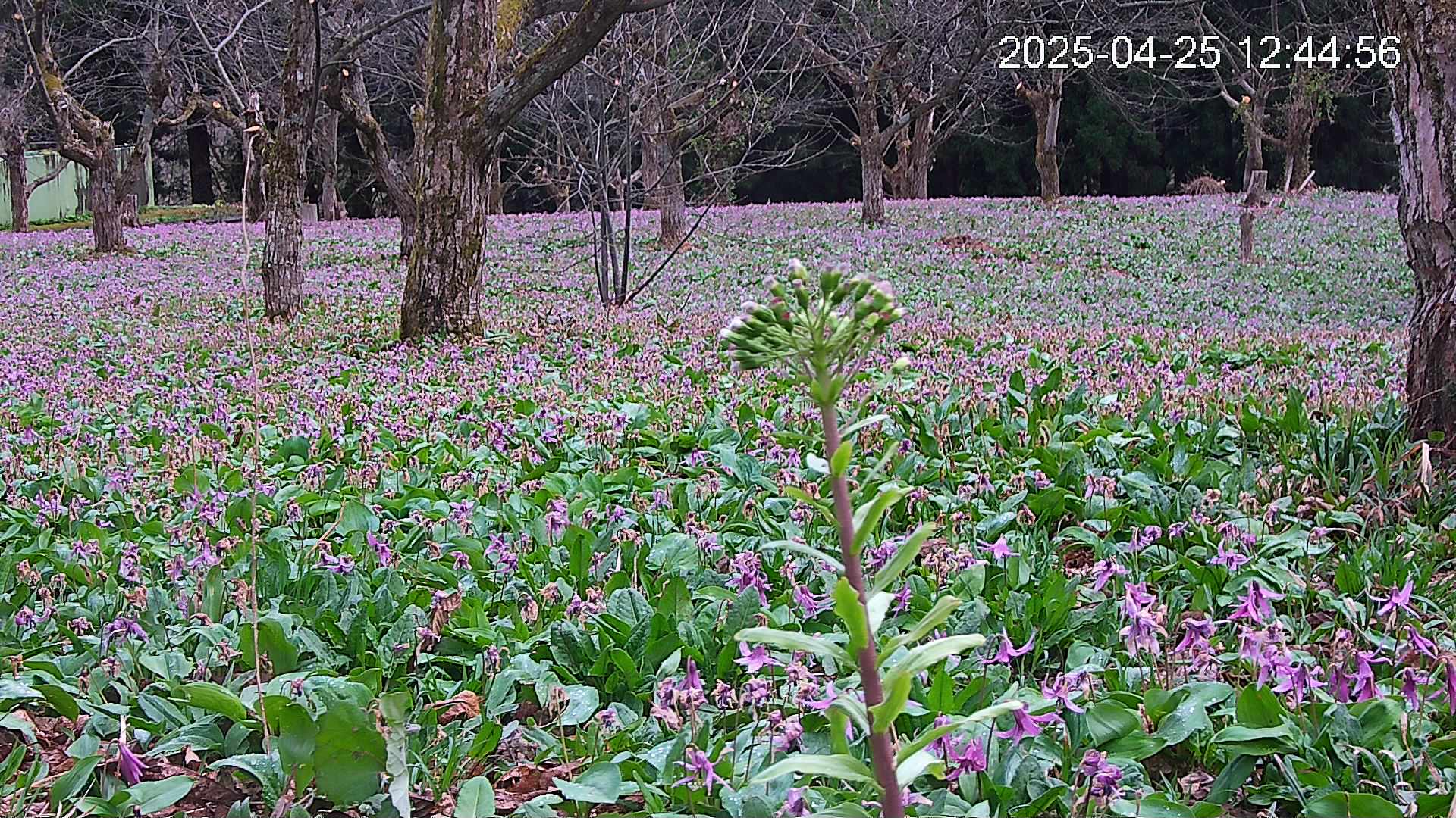 katakuri3-20250425124606.jpg