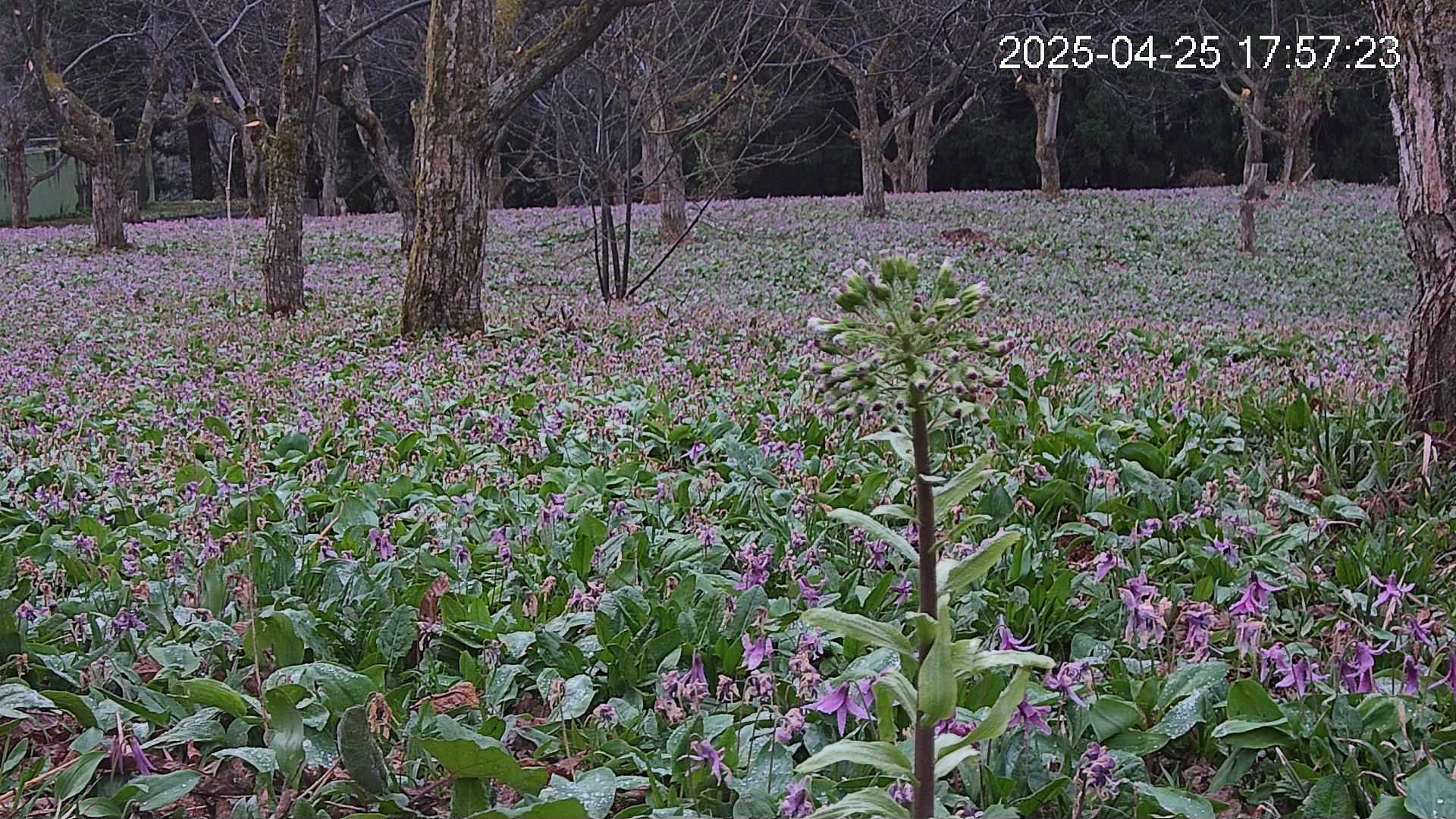 katakuri3-20250425175803.jpg