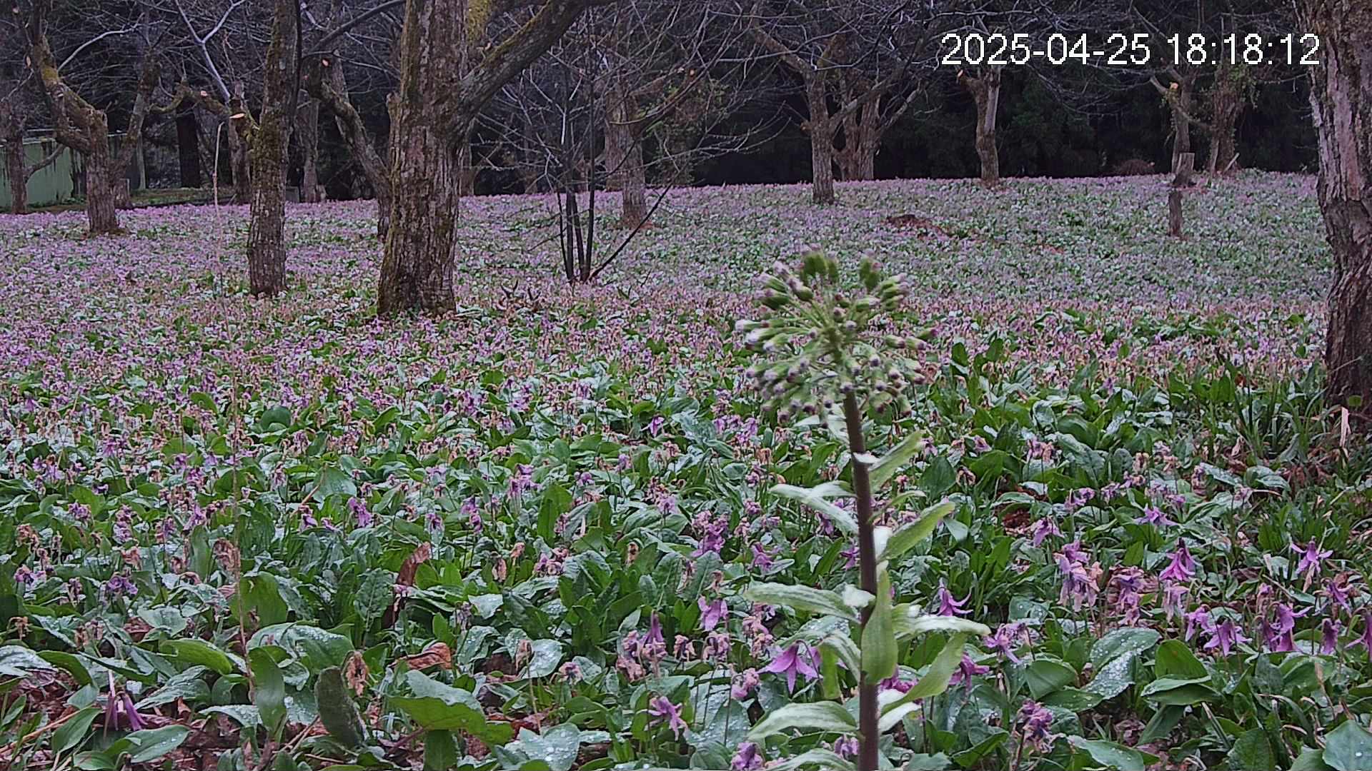 katakuri3-20250425181855.jpg