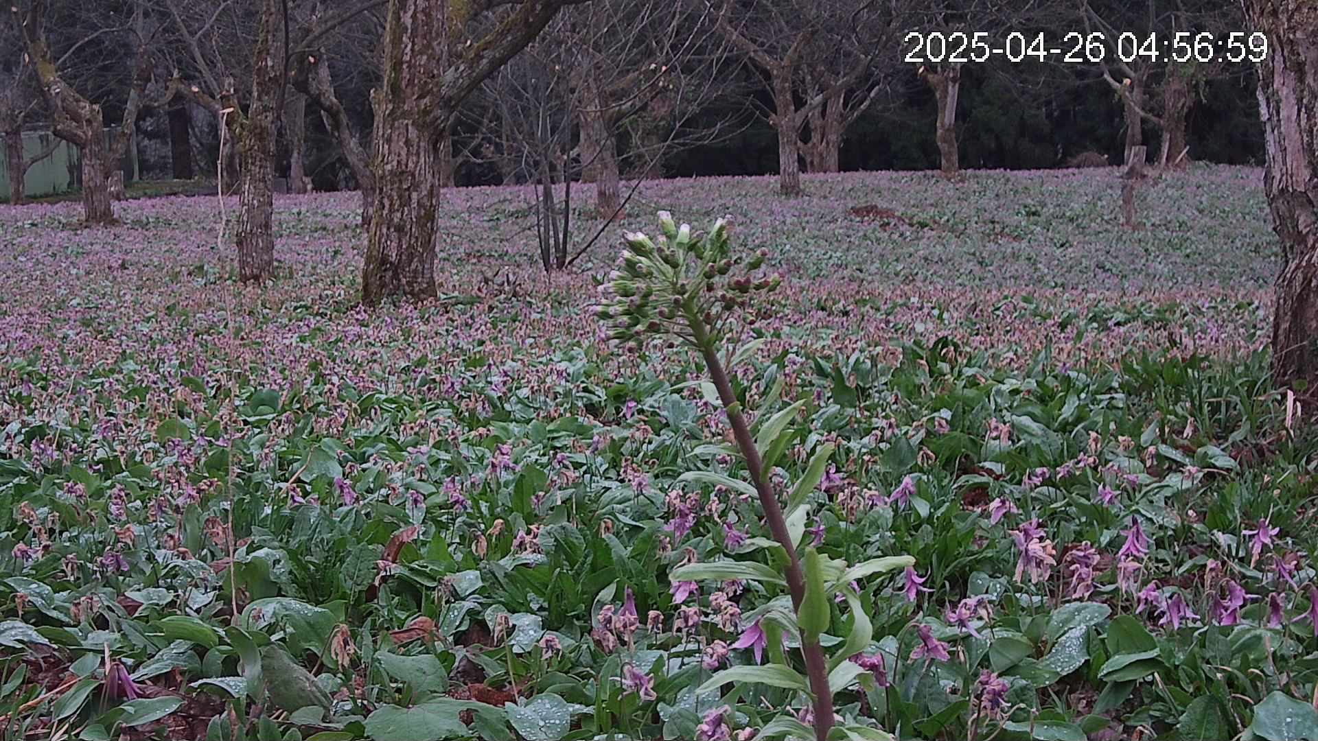 katakuri3-20250426045731.jpg