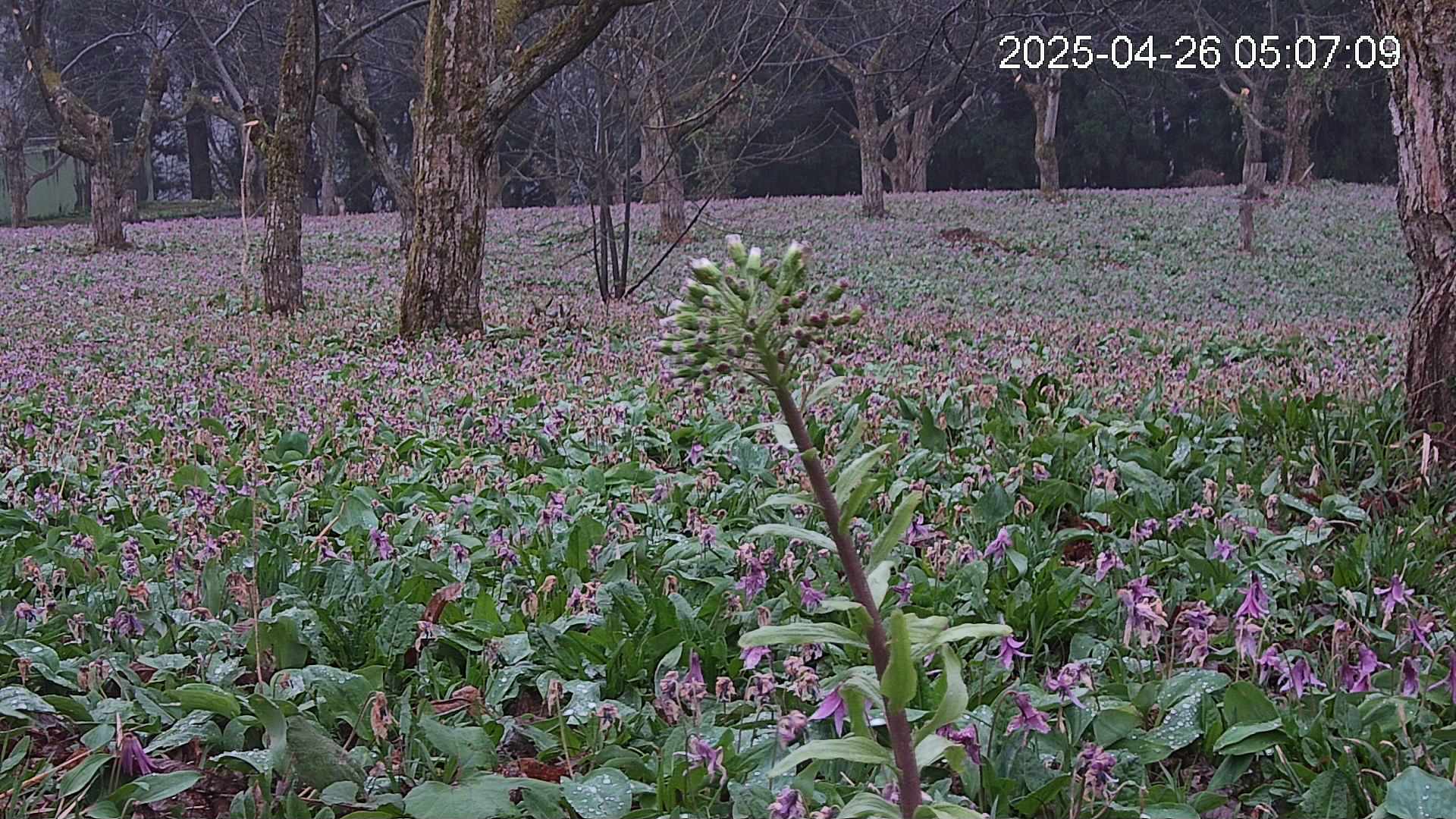 katakuri3-20250426050749.jpg
