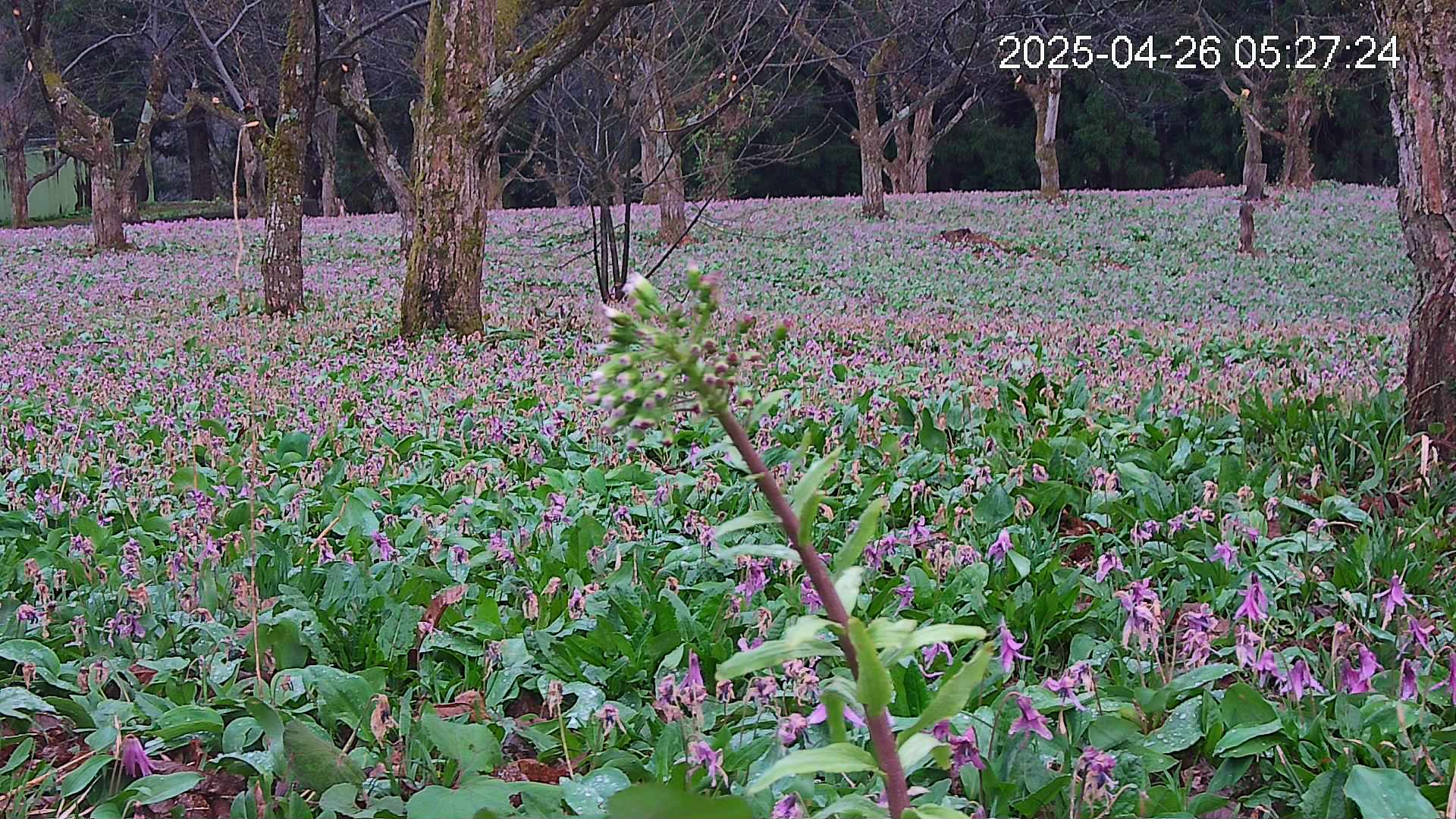 katakuri3-20250426052807.jpg