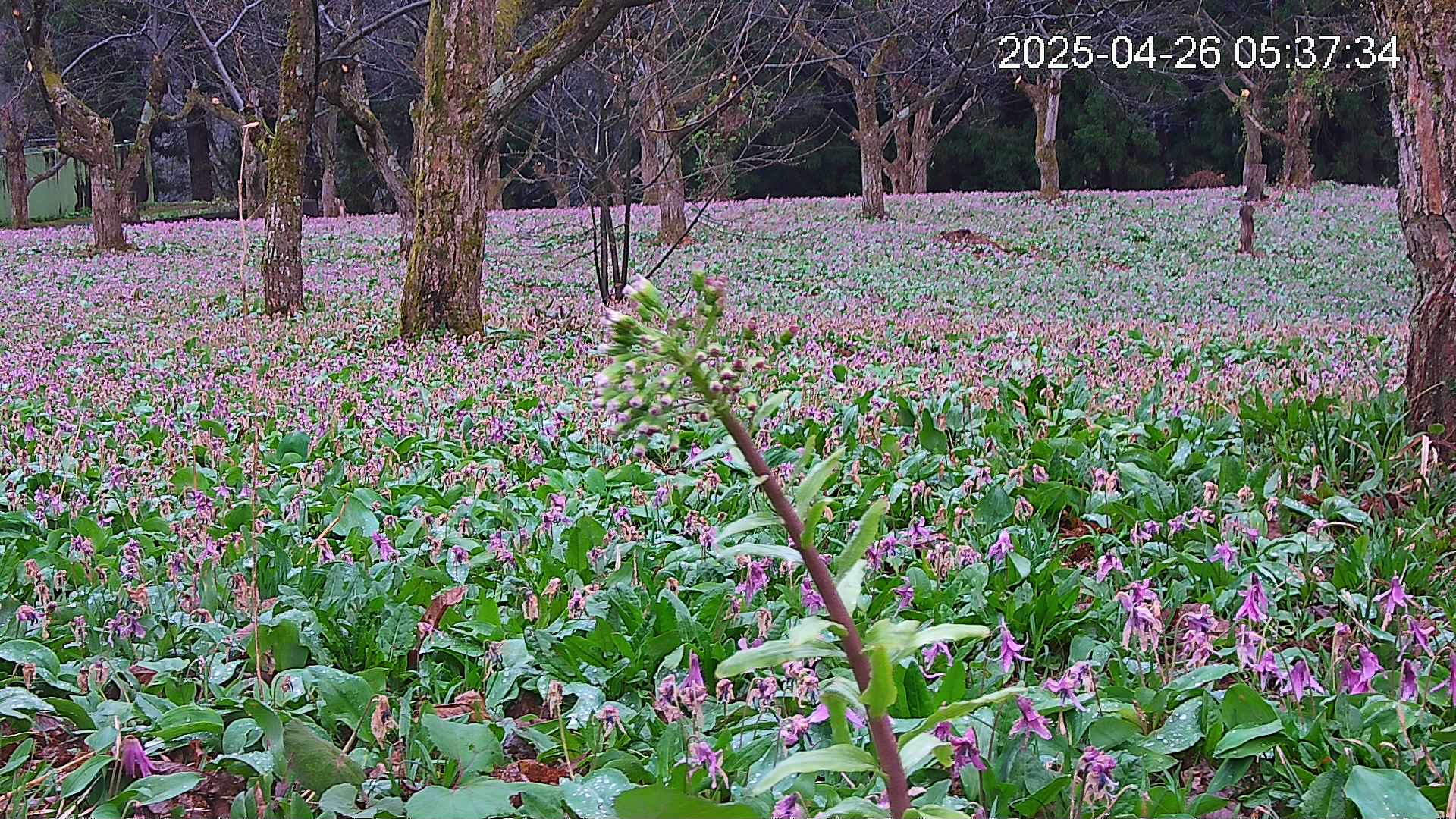 katakuri3-20250426053823.jpg