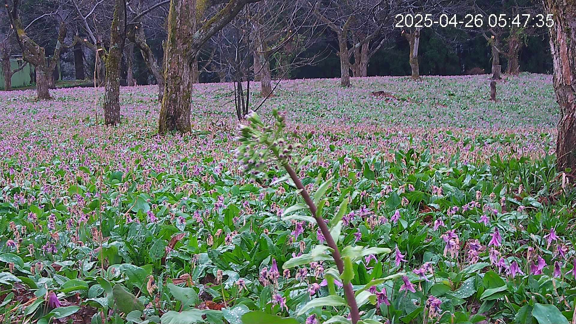 katakuri3-20250426054824.jpg