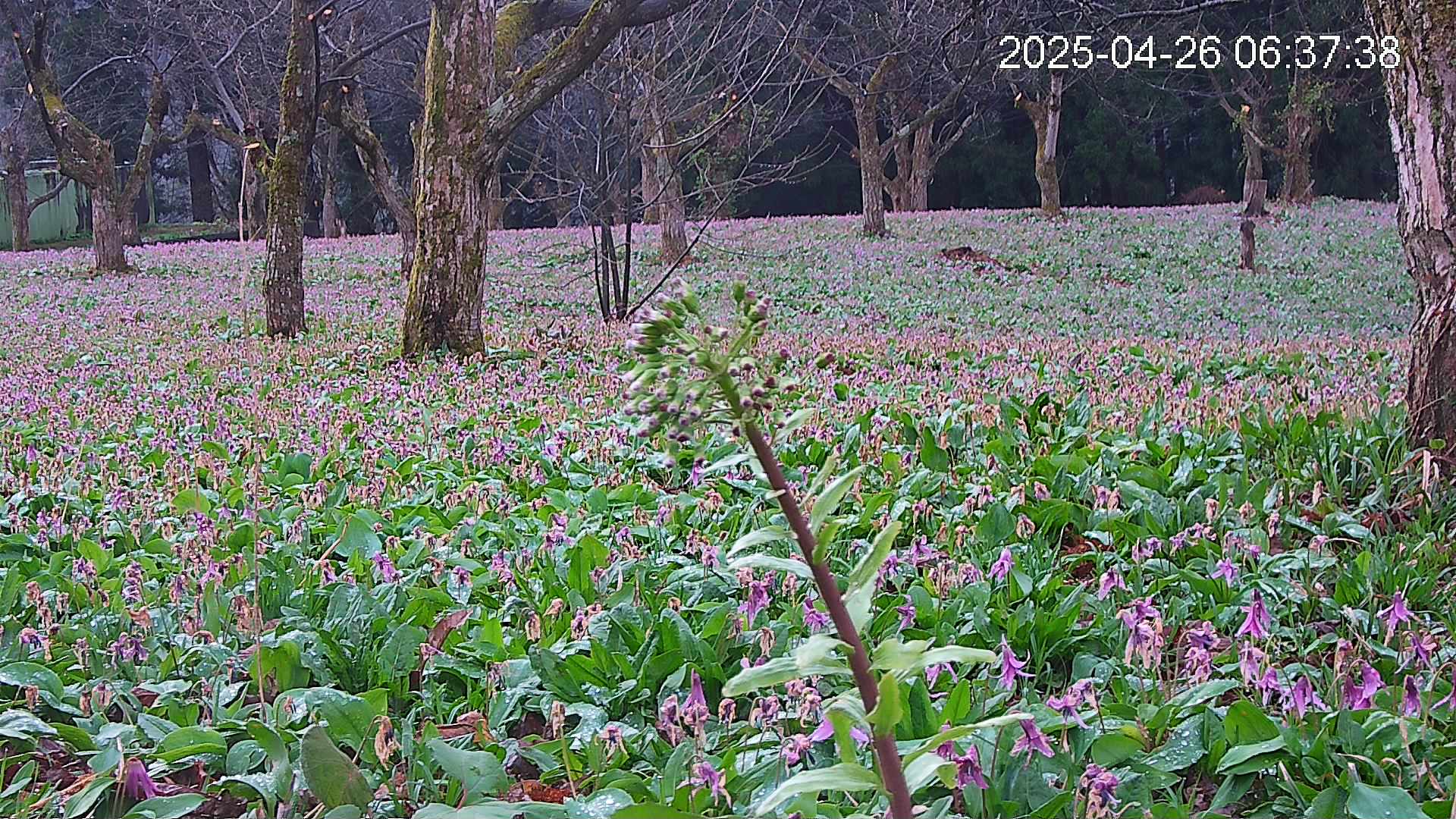 katakuri3-20250426063832.jpg