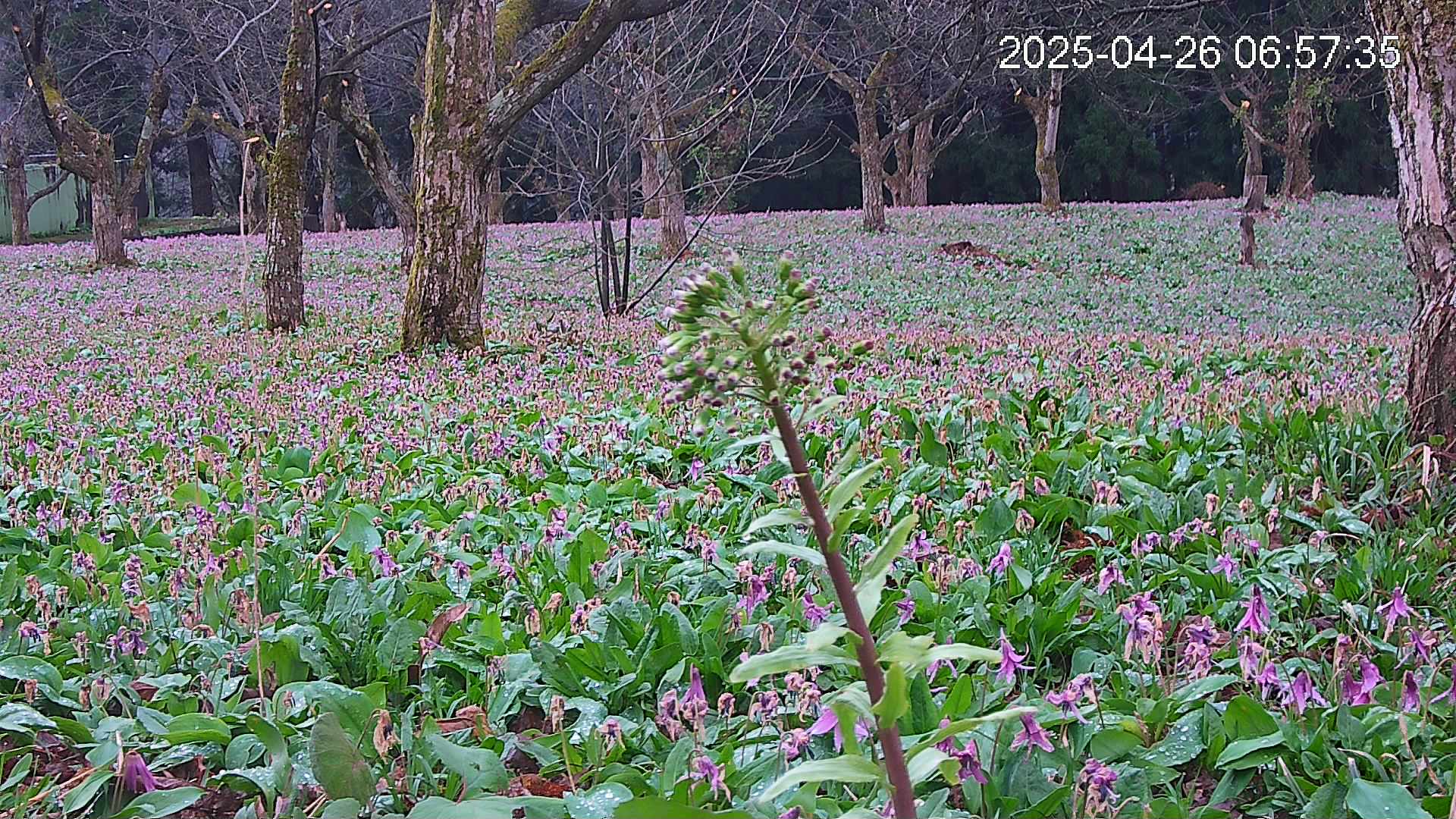 katakuri3-20250426065826.jpg
