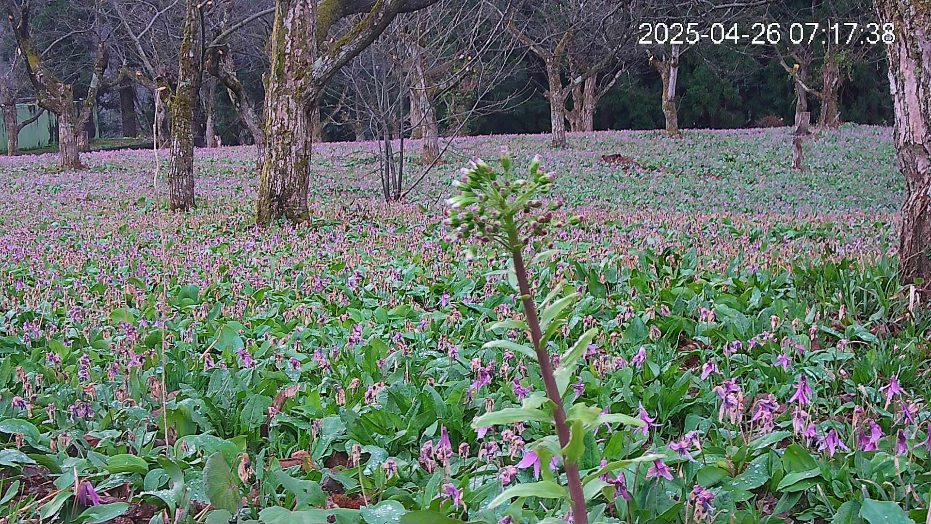 katakuri3-20250426071831.jpg