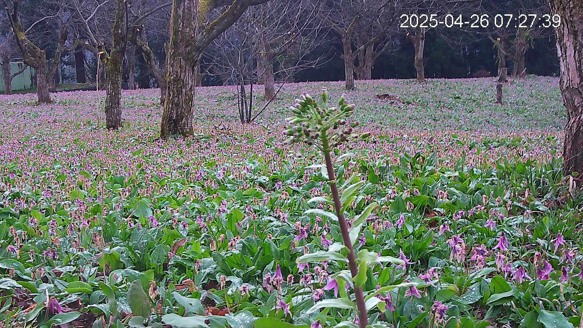 katakuri3-20250426072831.jpg