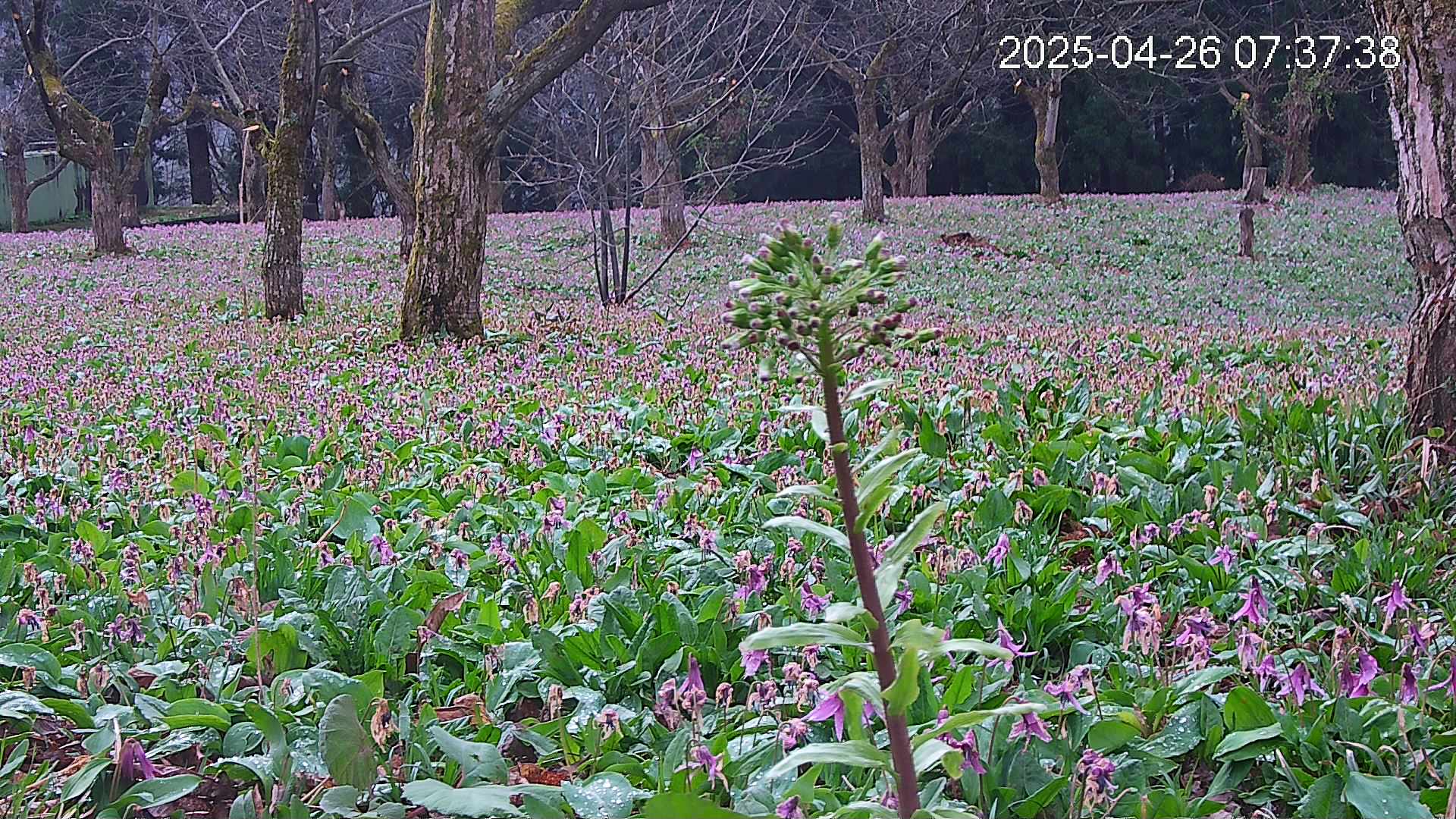 katakuri3-20250426073832.jpg