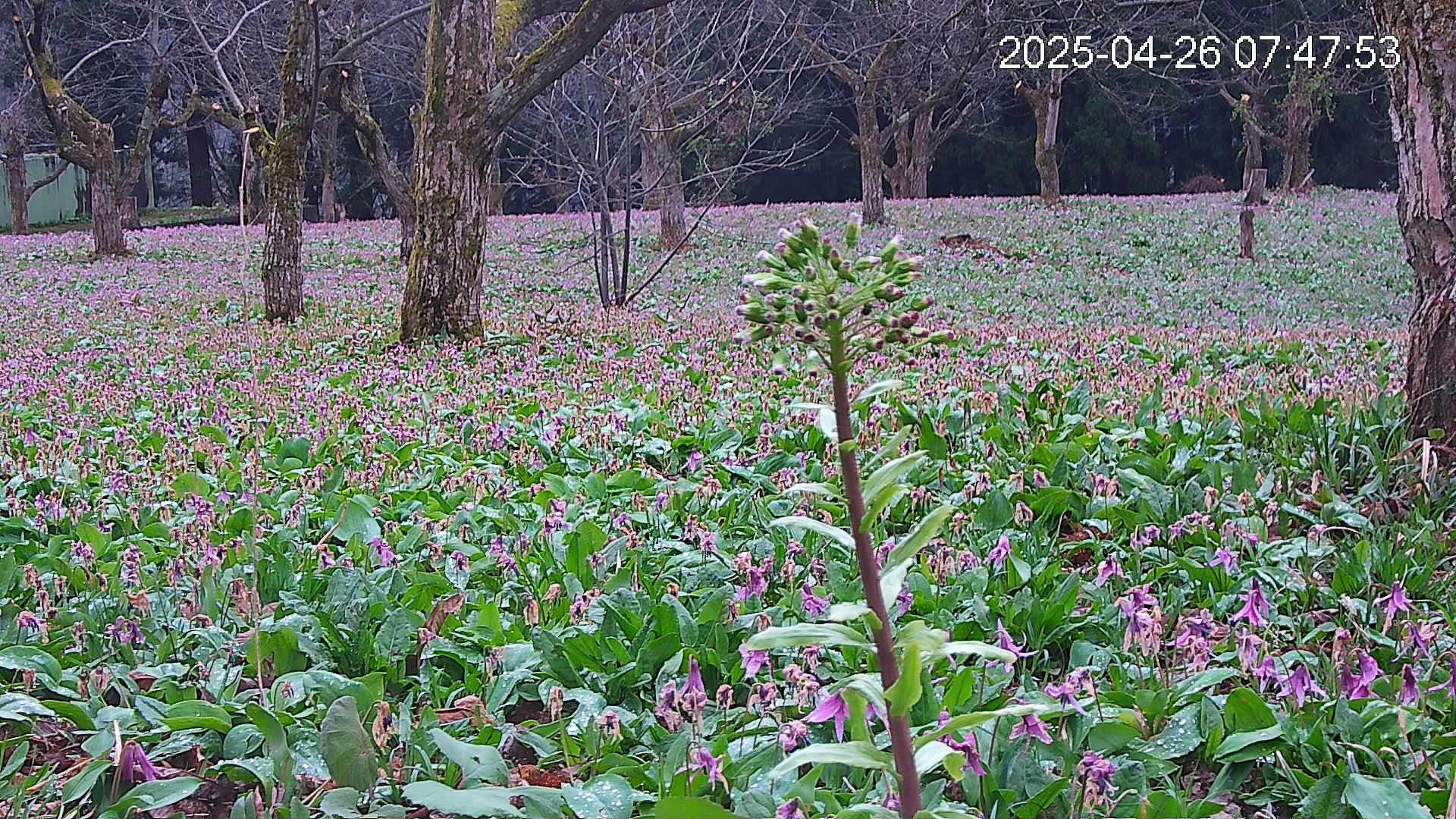 katakuri3-20250426074843.jpg