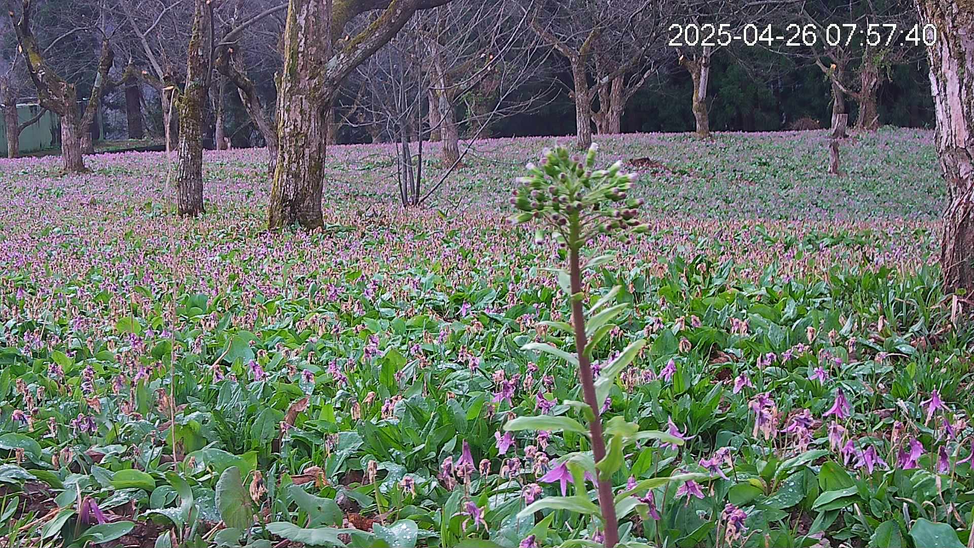 katakuri3-20250426075833.jpg