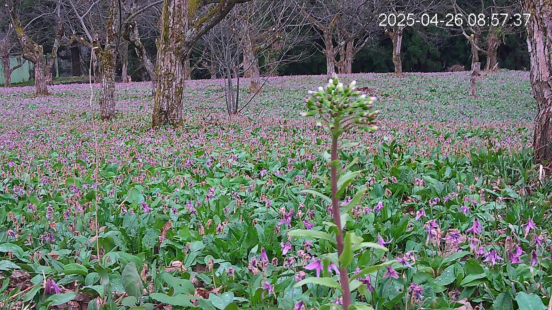 katakuri3-20250426085828.jpg