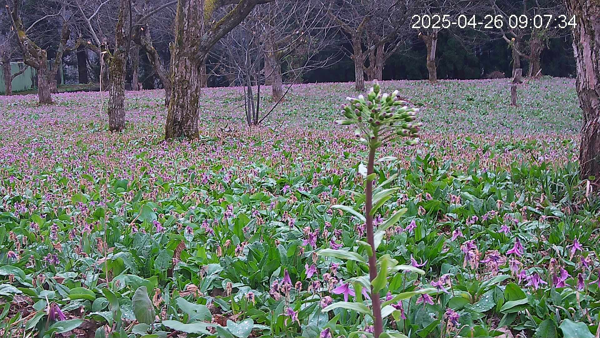 katakuri3-20250426090828.jpg