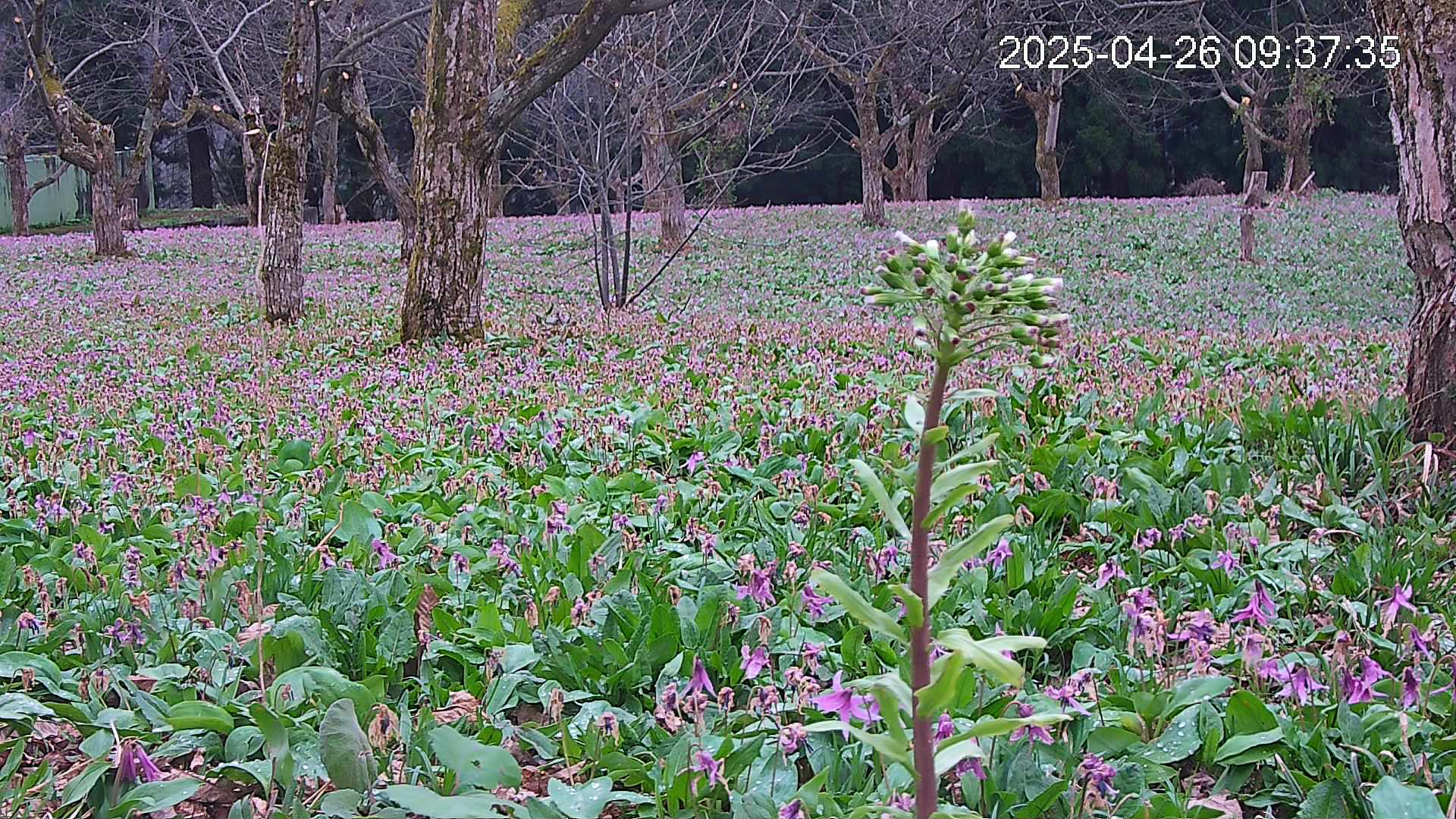 katakuri3-20250426093827.jpg