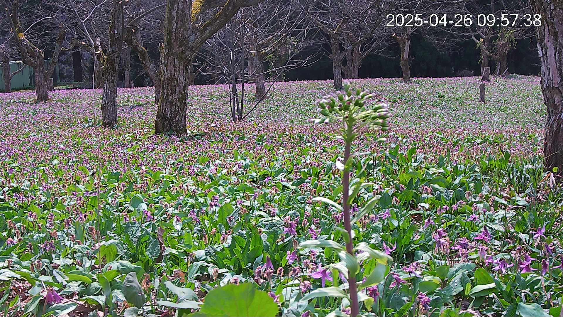 katakuri3-20250426095836.jpg