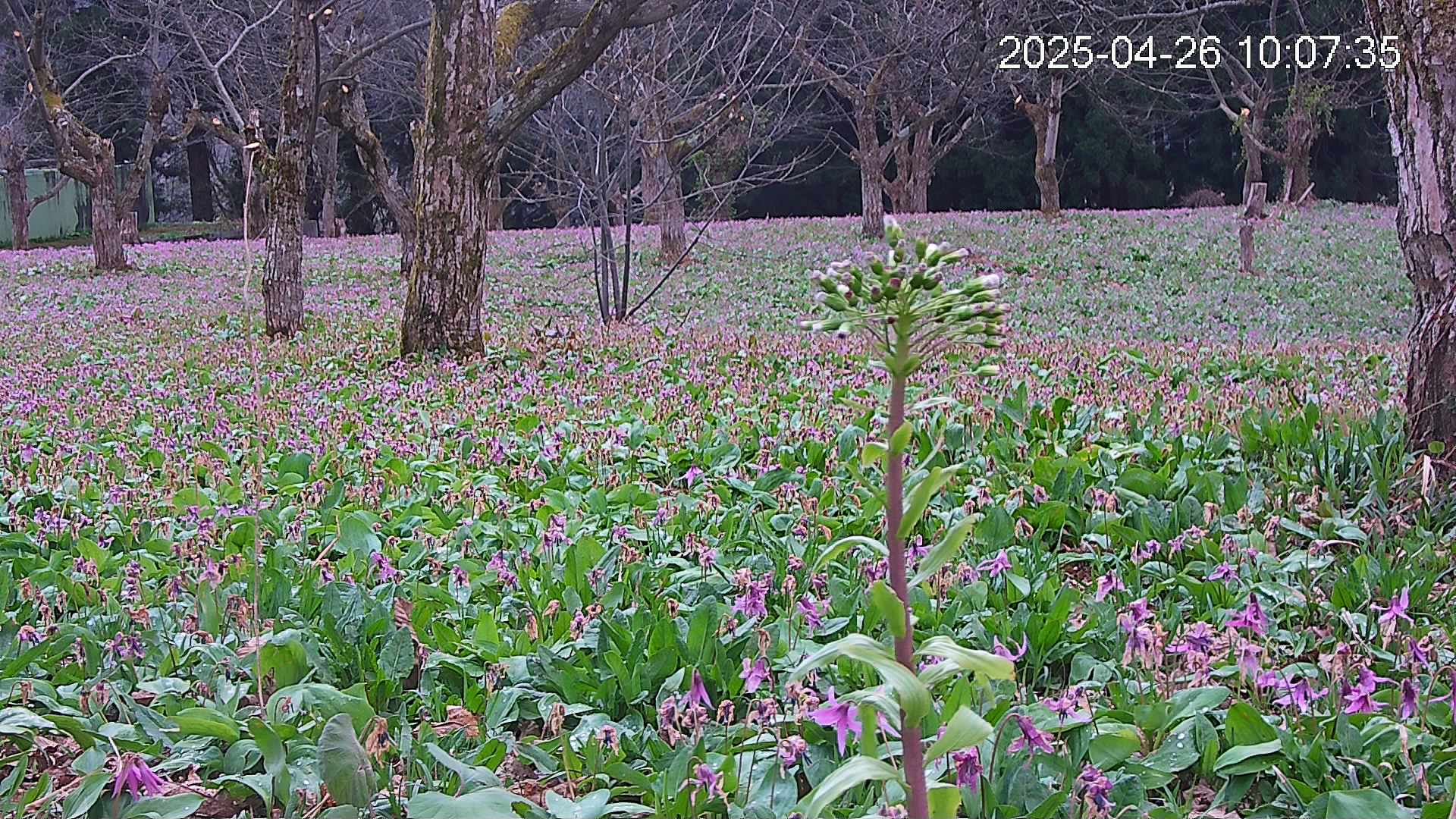 katakuri3-20250426100824.jpg