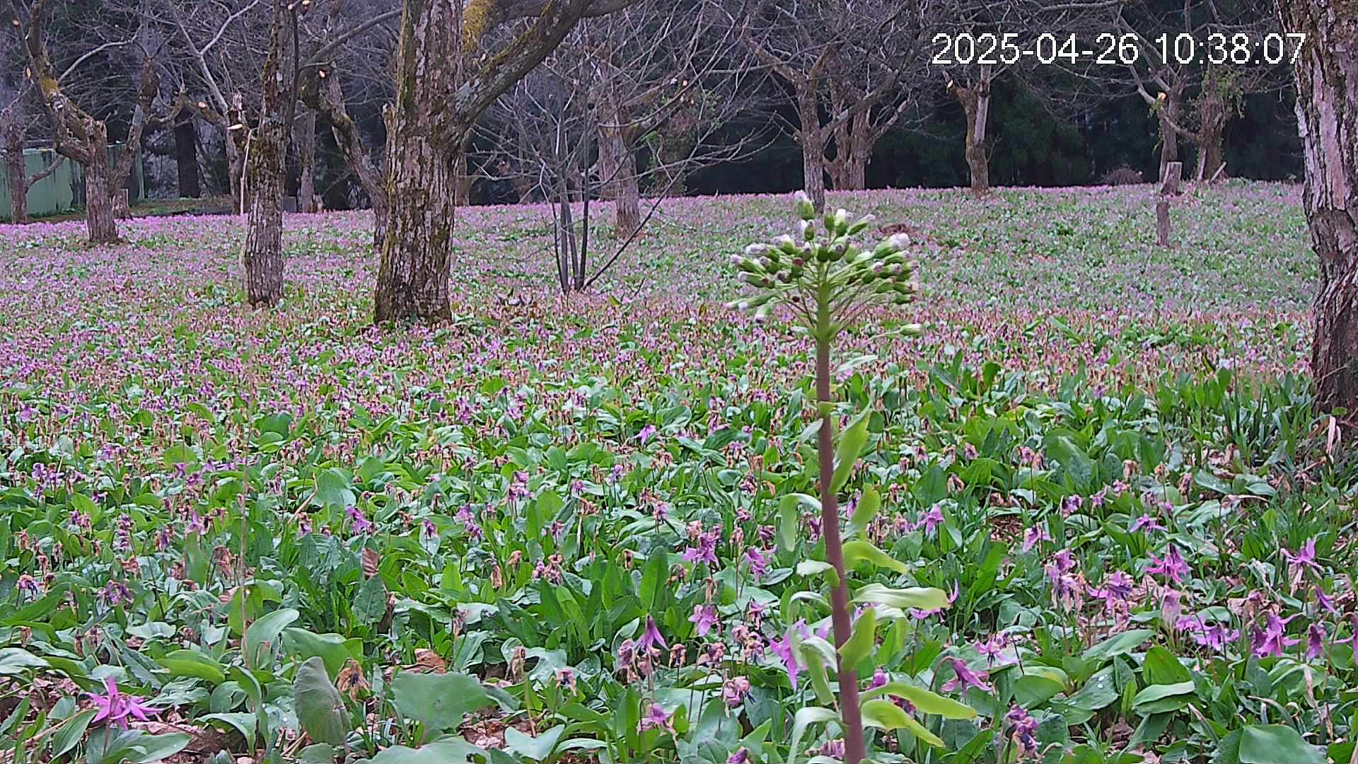 katakuri3-20250426103854.jpg