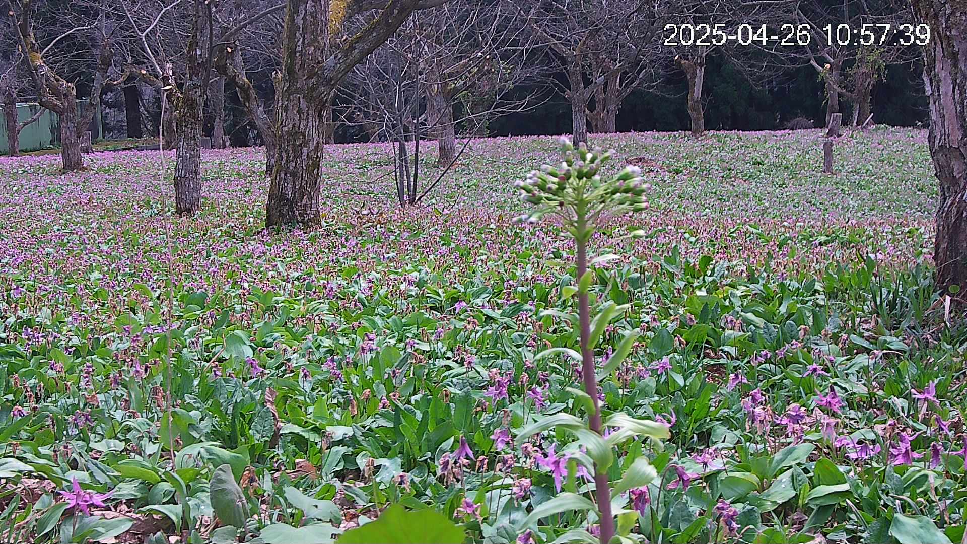 katakuri3-20250426105829.jpg