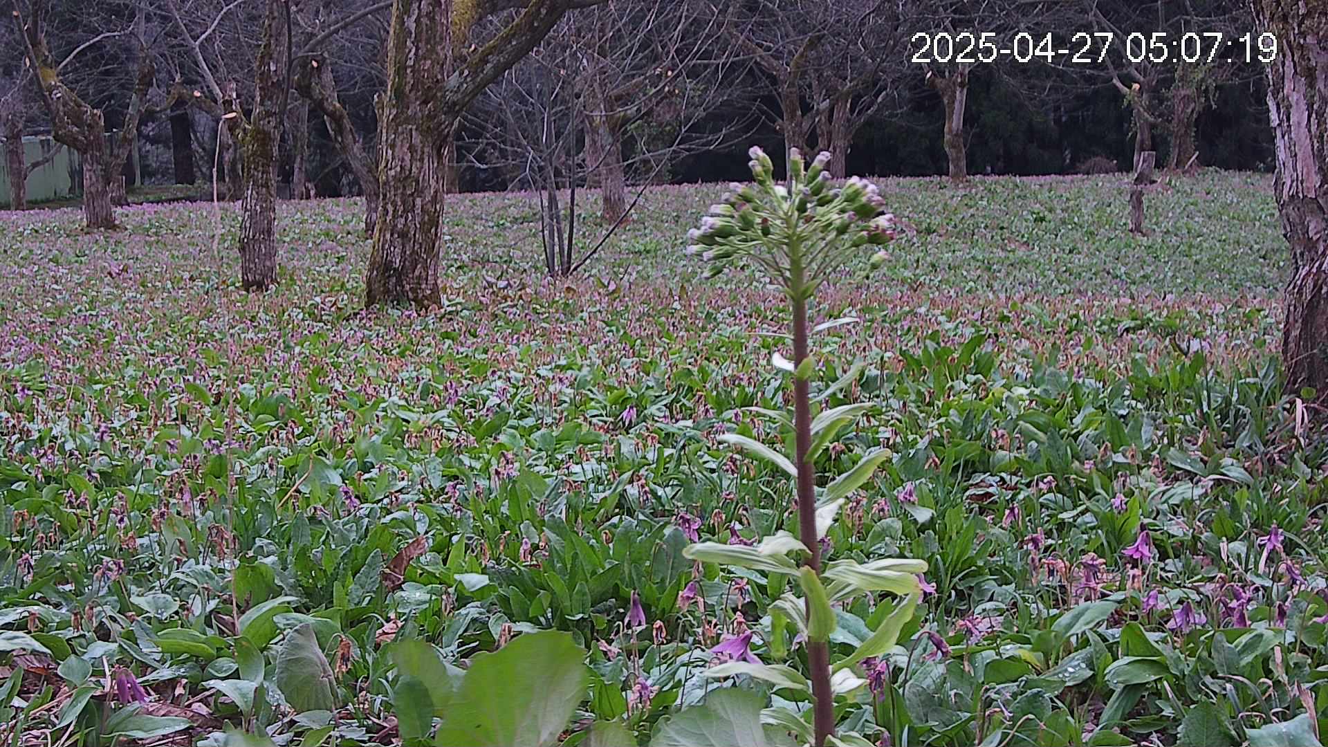 katakuri3-20250427050757.jpg