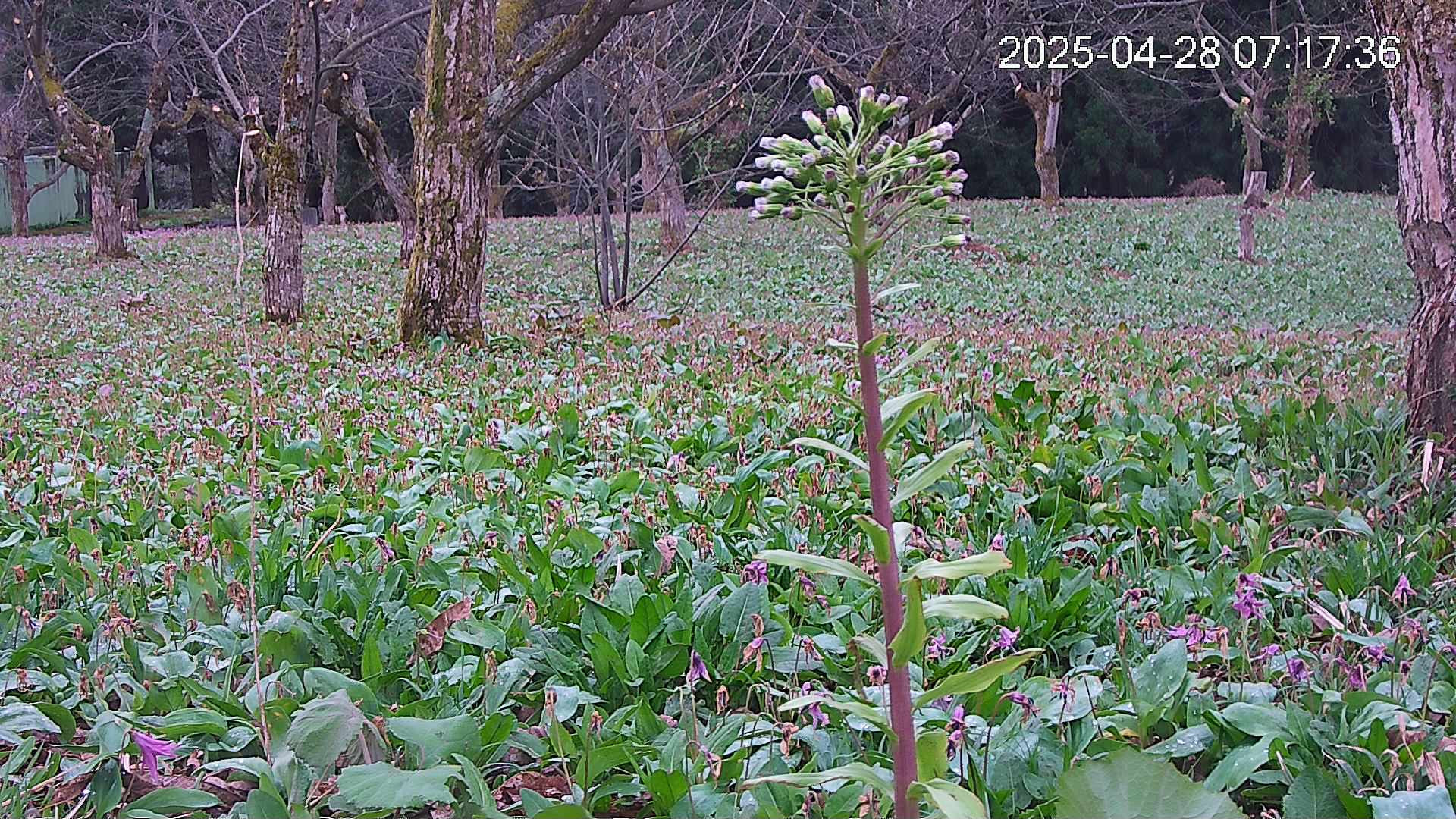 katakuri3-20250428071824.jpg