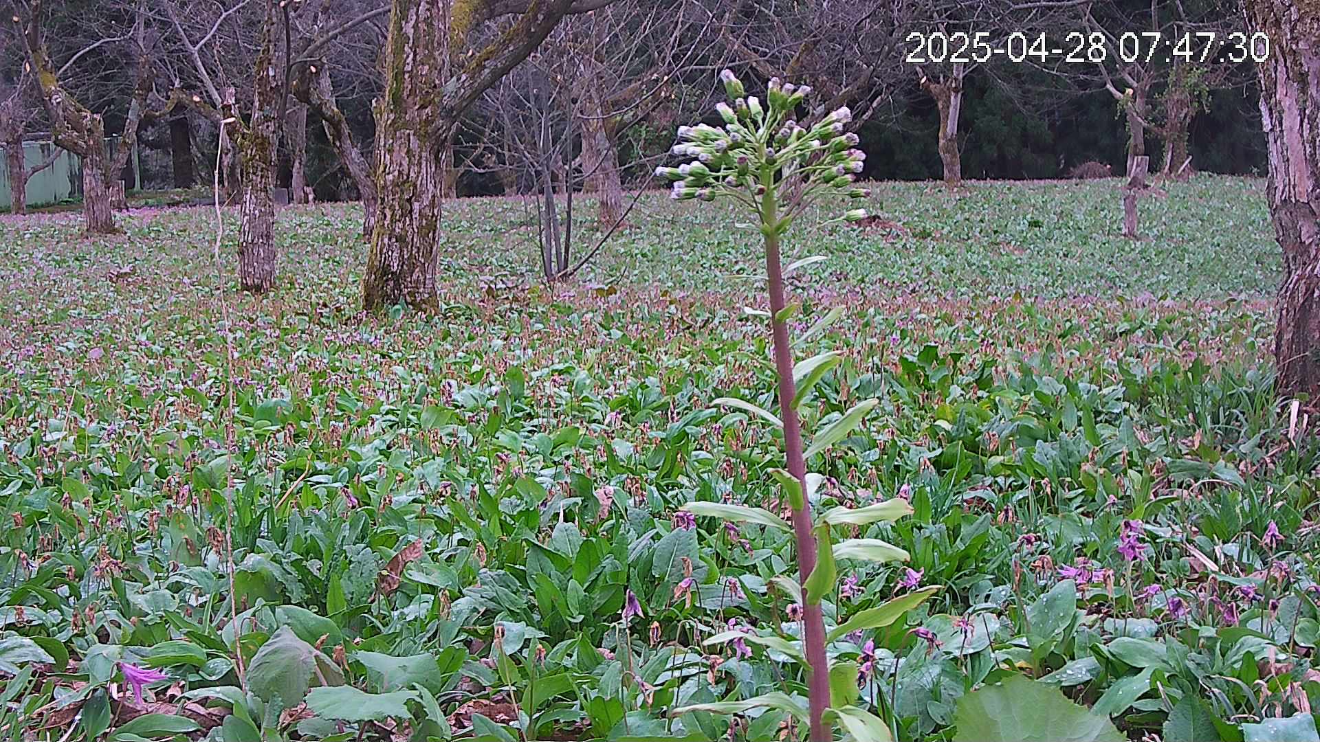 katakuri3-20250428074816.jpg
