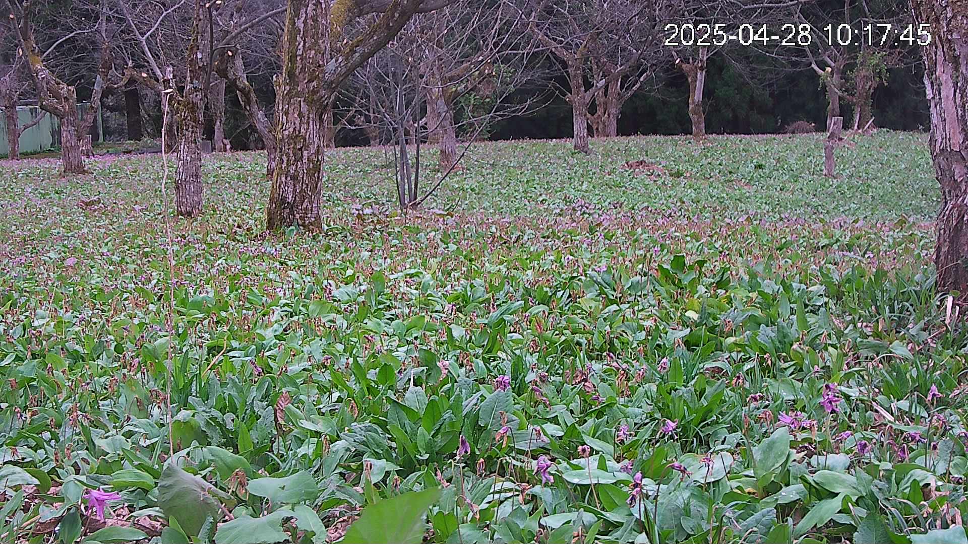 katakuri3-20250428101843.jpg
