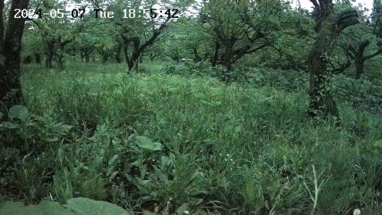 秋田県西木町小山田字八津・鎌足 かたくり群生の郷