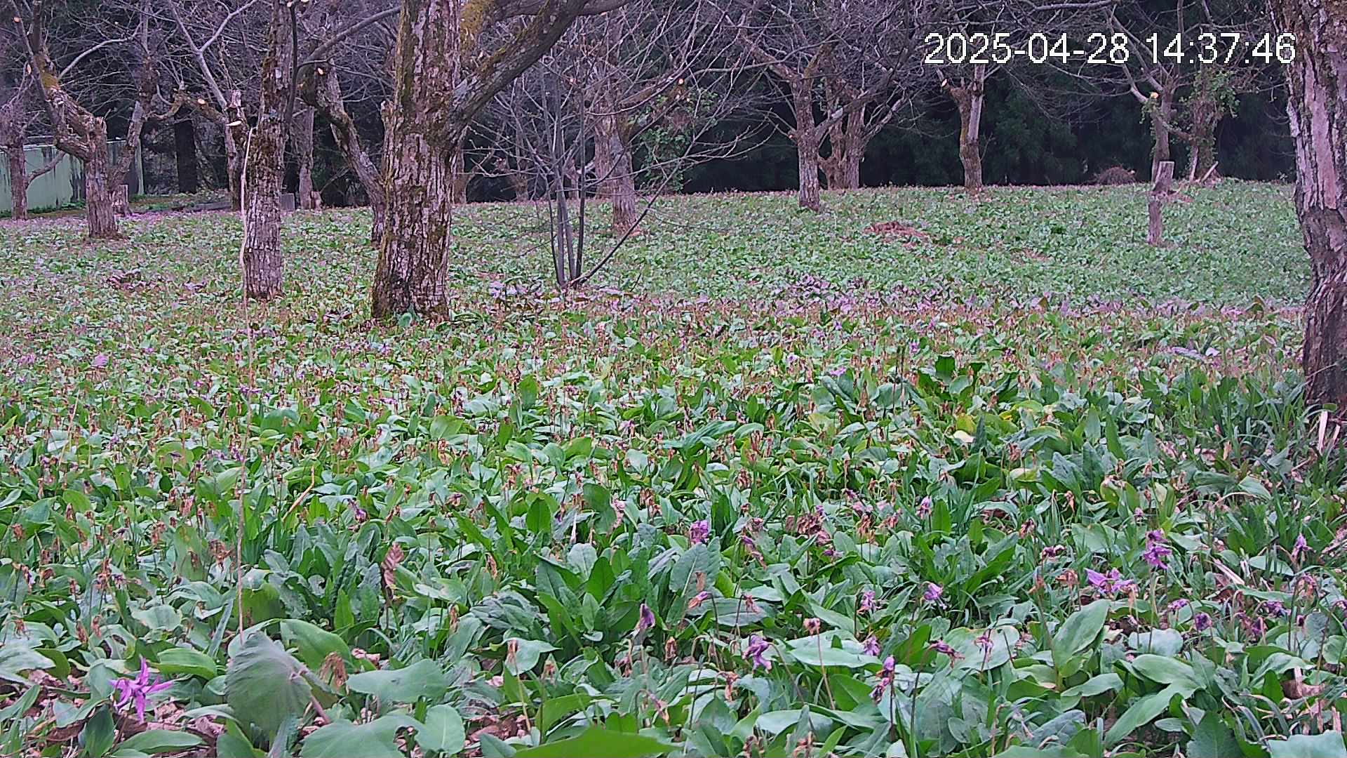 秋田県西木町小山田字八津・鎌足 かたくり群生の郷