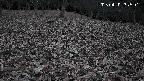 katakuri4-20250410182608.jpg