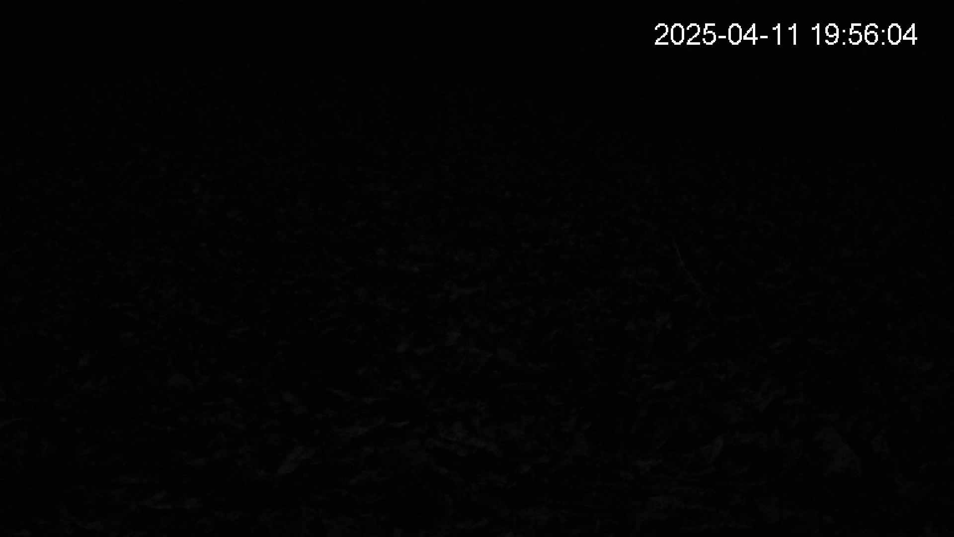 katakuri4-20250411195604.jpg