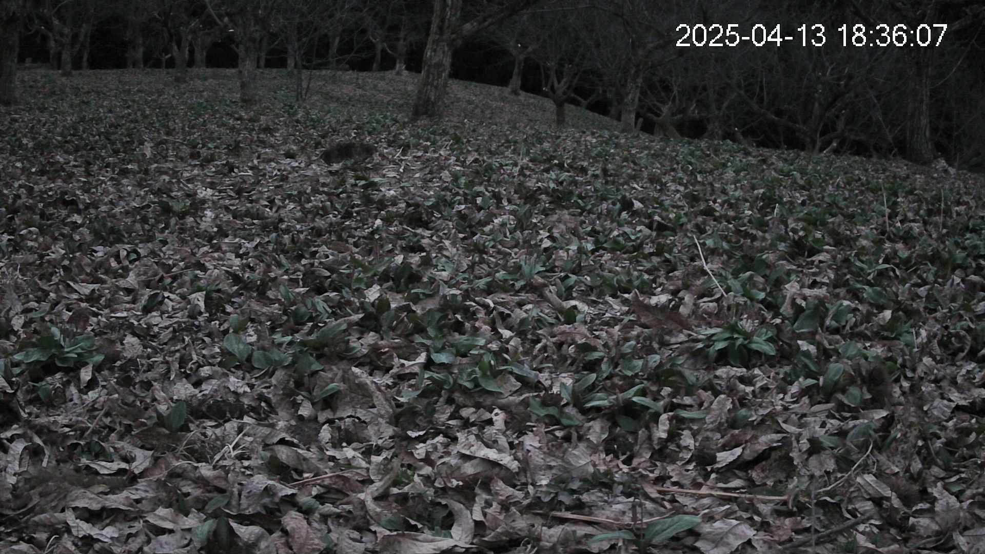 katakuri4-20250413183609.jpg