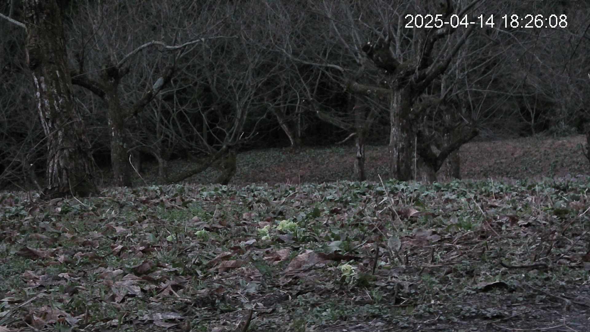katakuri4-20250414182608.jpg